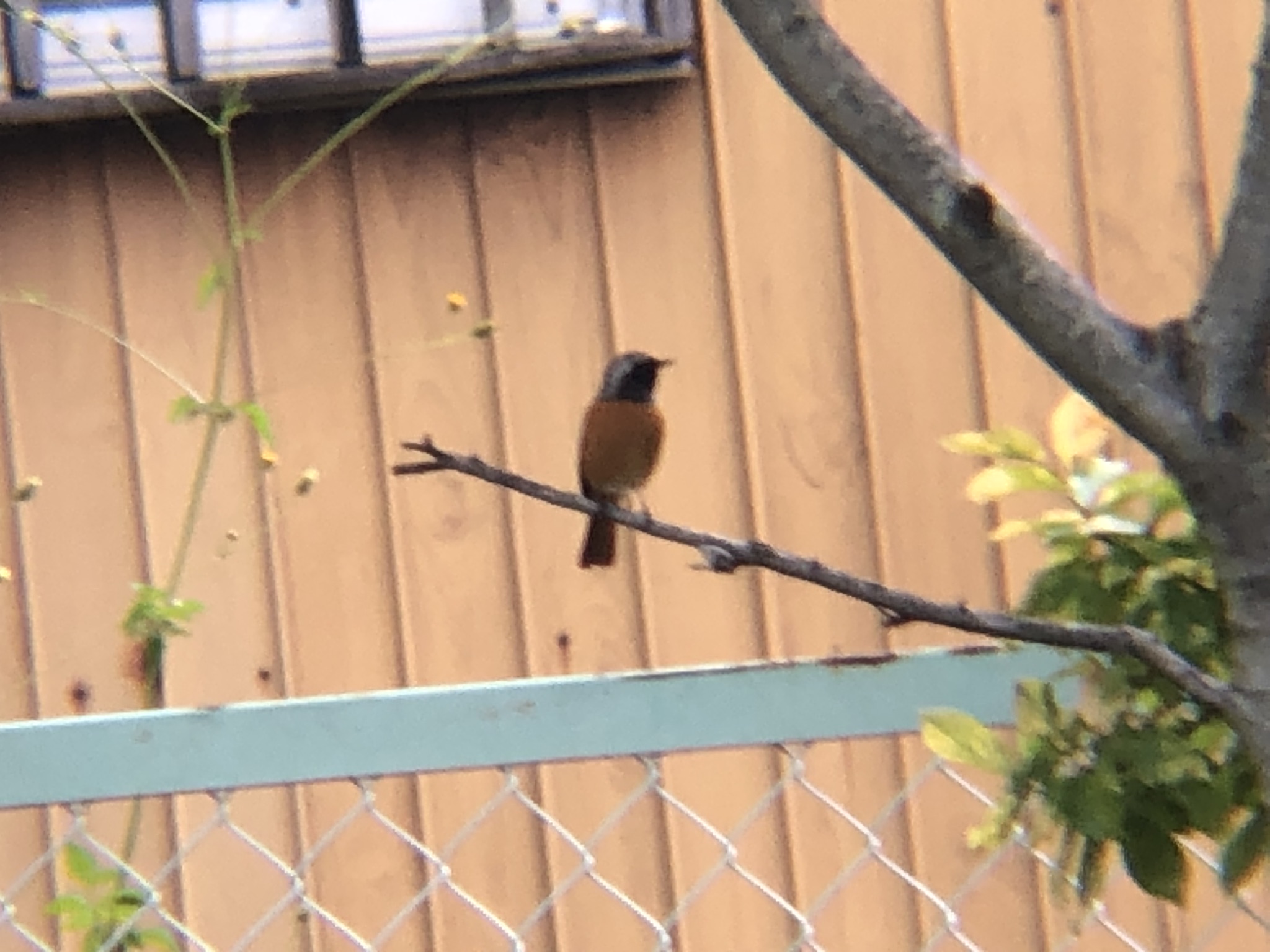 ジョウビタキ 高松市牟礼町10月