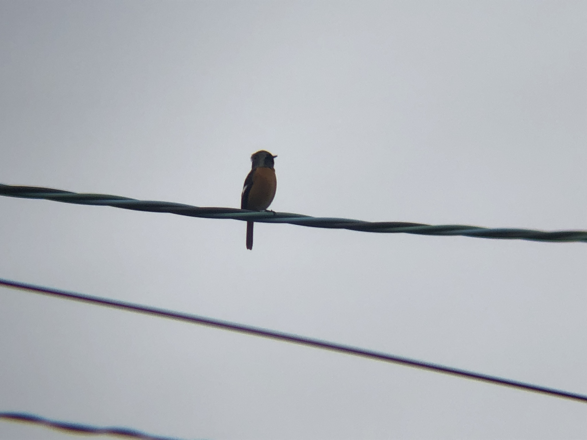 ジョウビタキ 高松市牟礼町10月