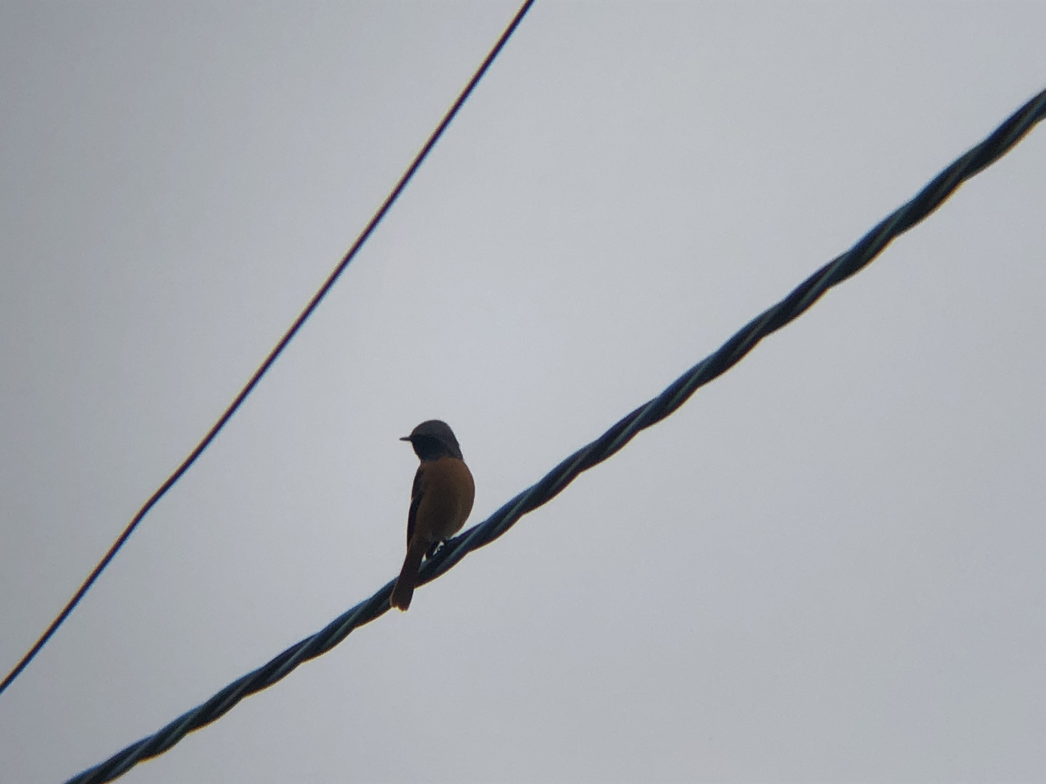 ジョウビタキ 高松市牟礼町10月