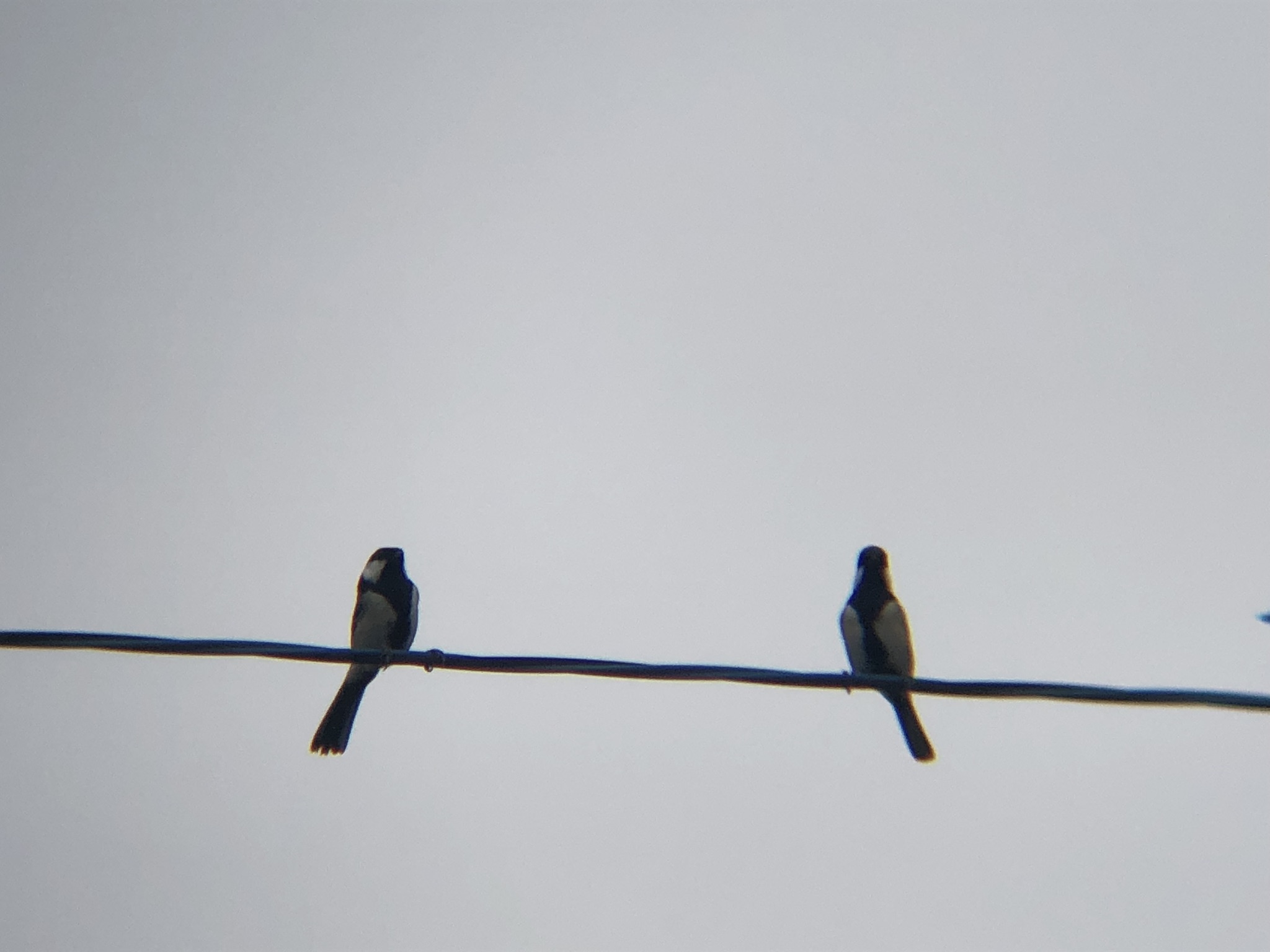 シジュウカラ 高松市牟礼町 10月