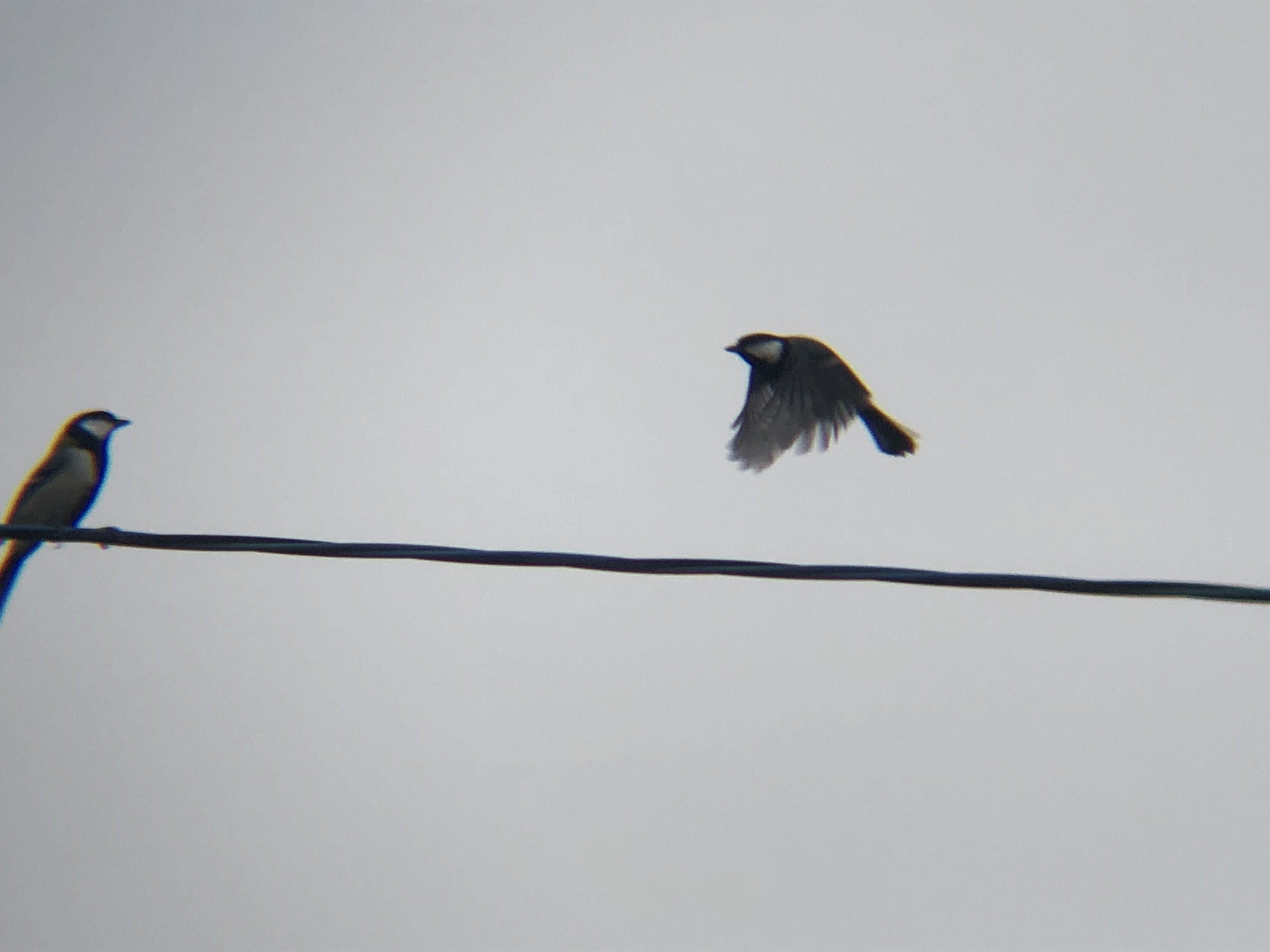 シジュウカラ 高松市牟礼町 10月