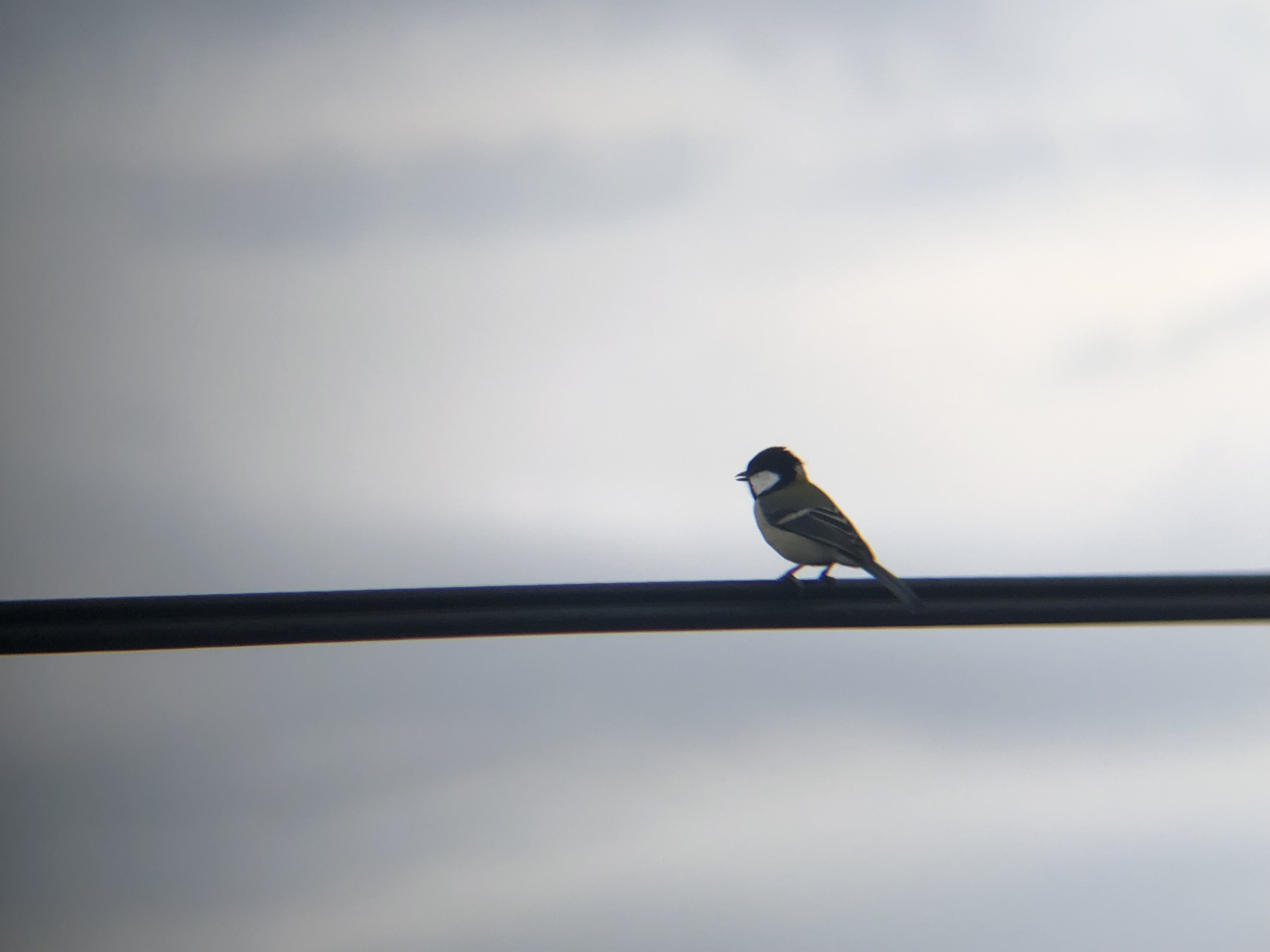 シジュウカラ 高松市牟礼町 10月