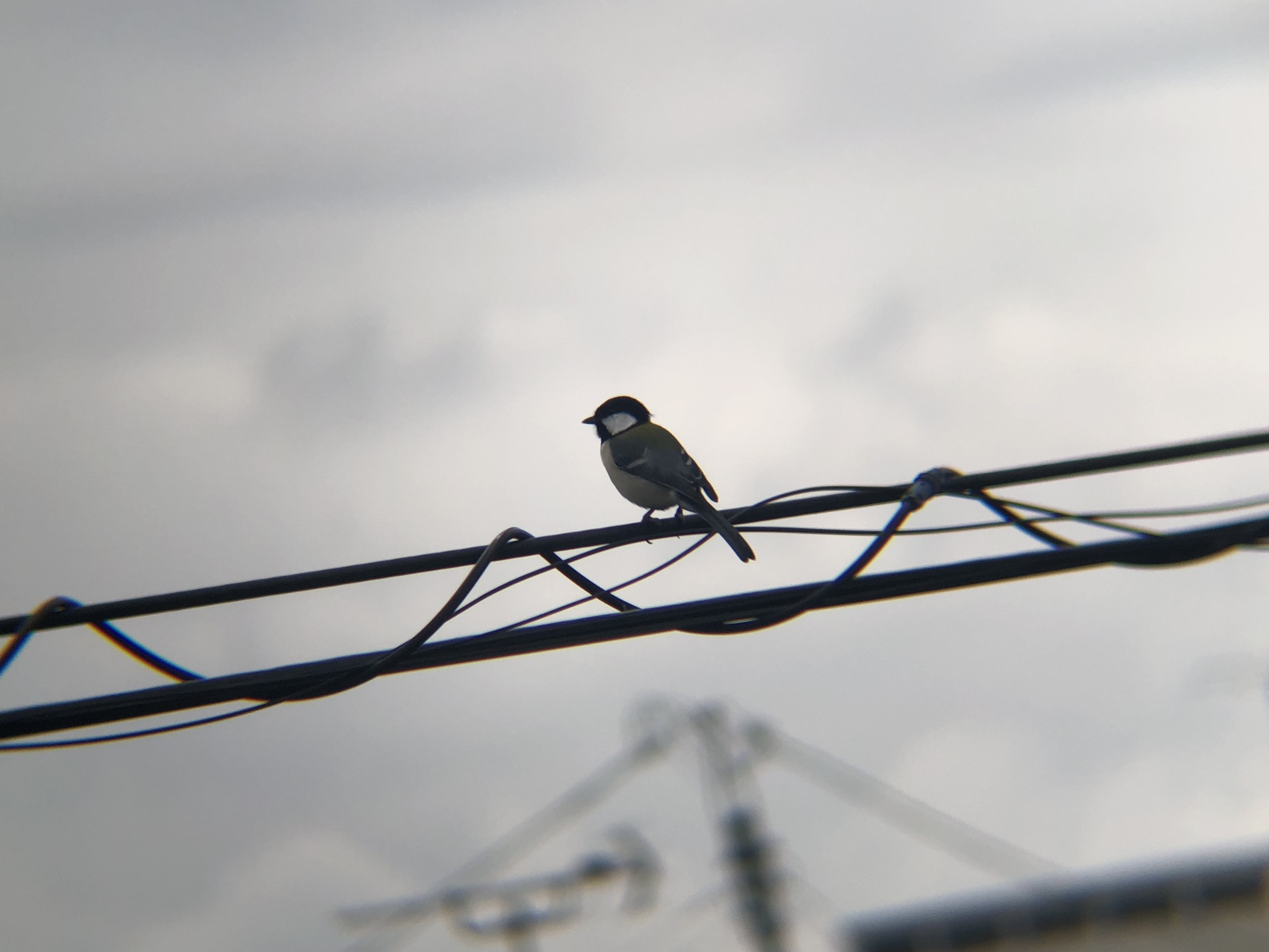 シジュウカラ 高松市牟礼町 10月