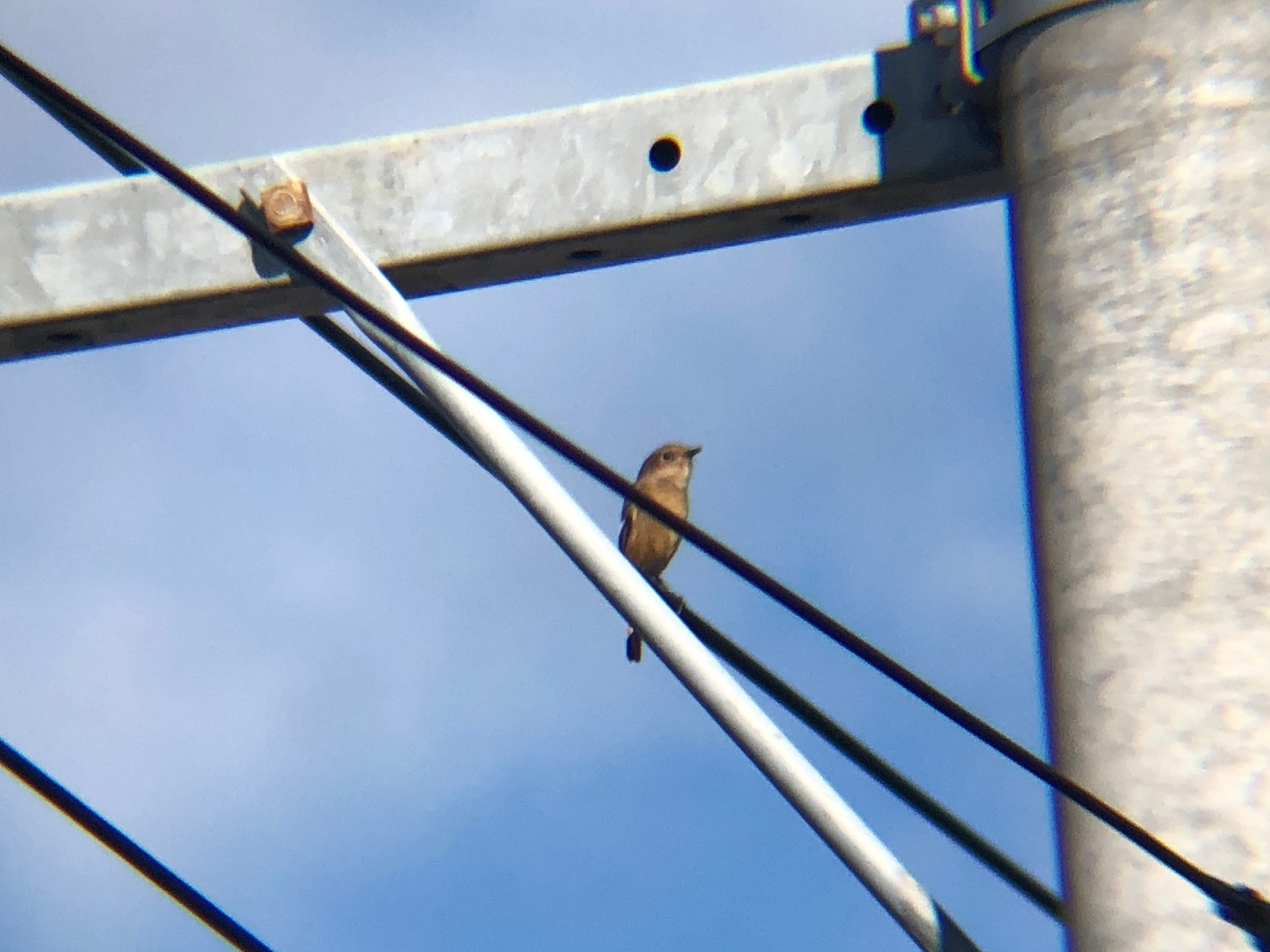 ジョウビタキ 高松市牟礼町10月メス