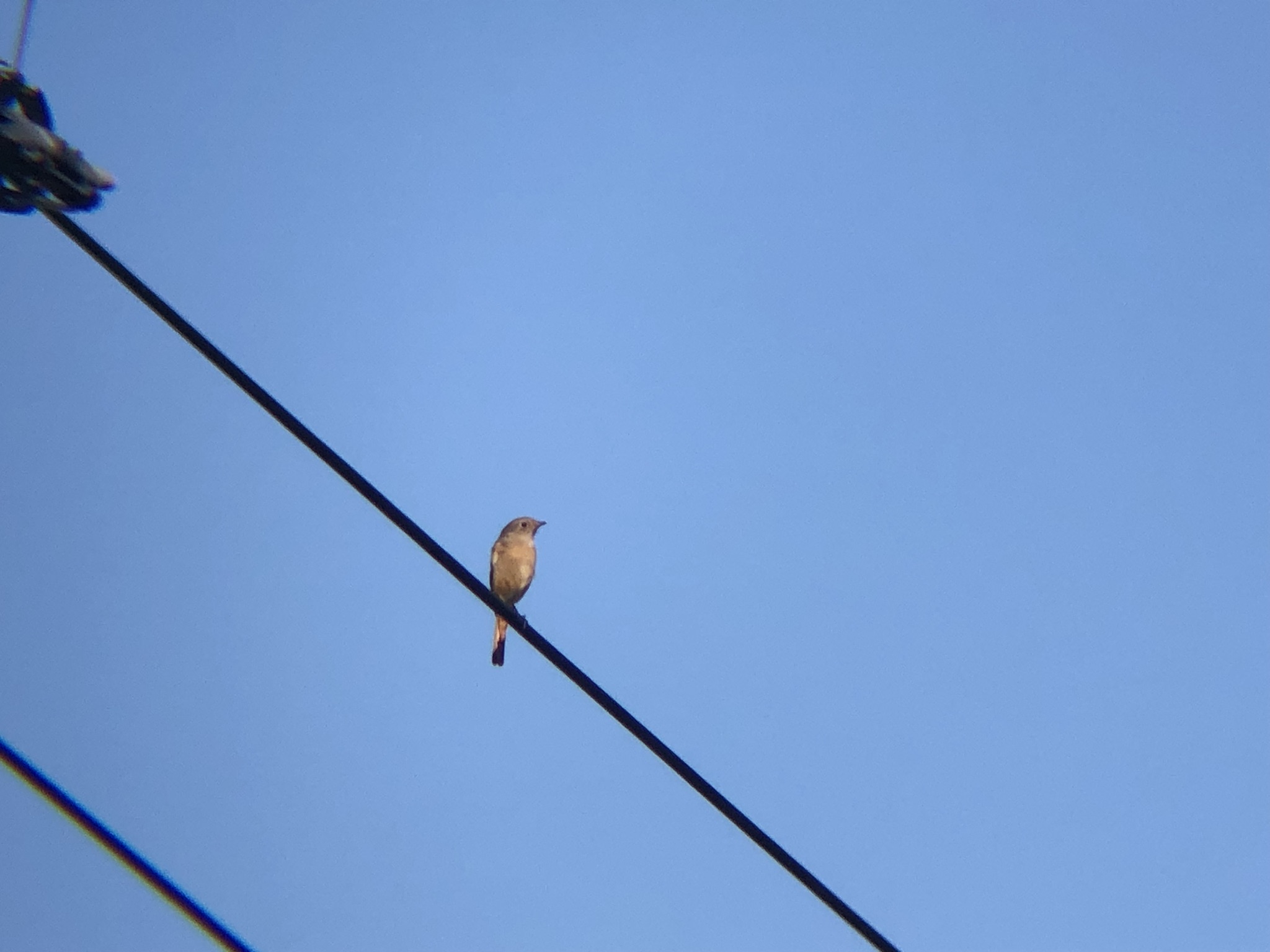 ジョウビタキ 高松市牟礼町11月撮影!