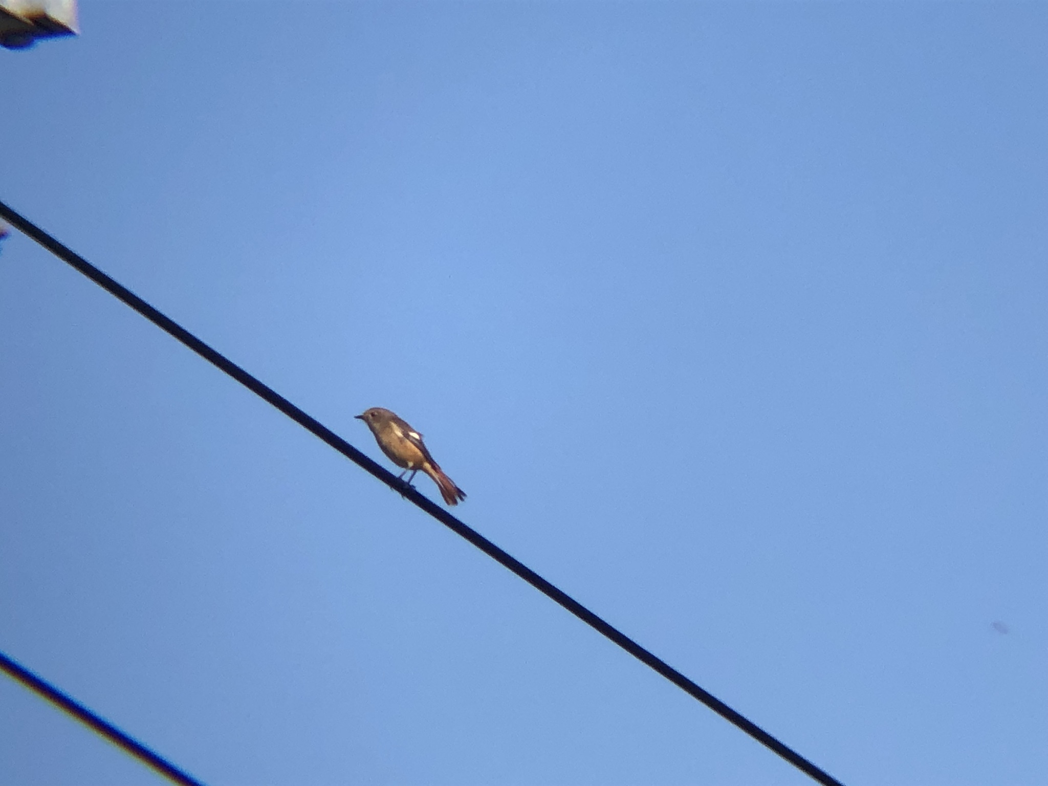 ジョウビタキ 高松市牟礼町11月撮影!