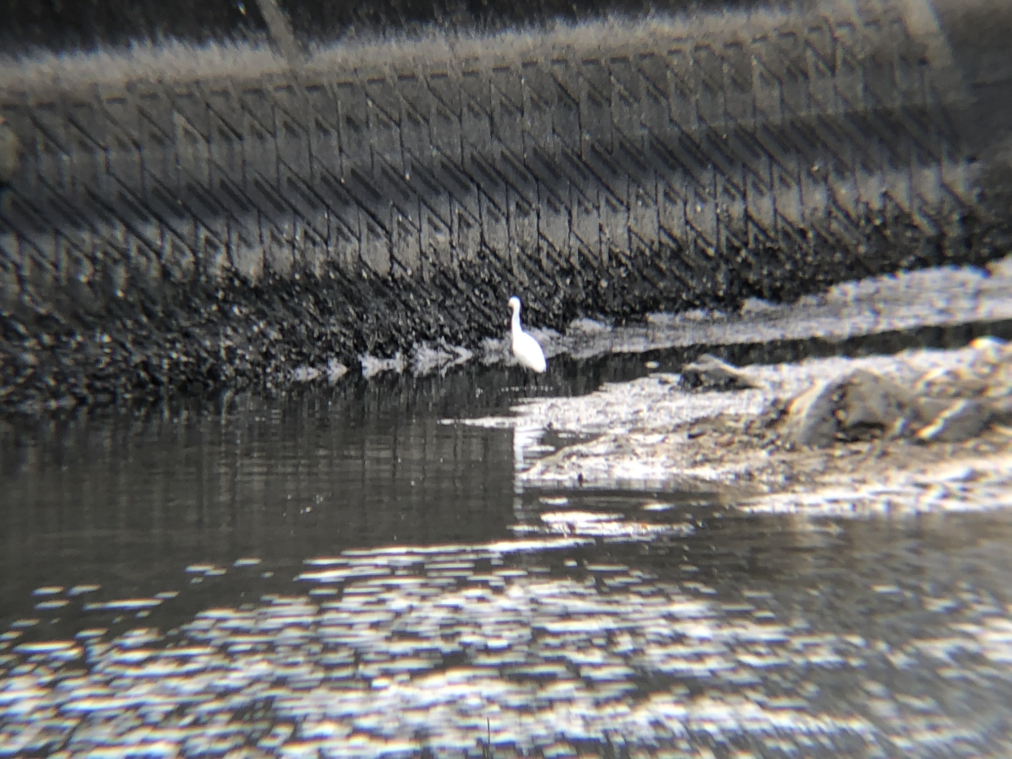 シラサギ(コサギ) 高松市牟礼町 ため池 11月撮影