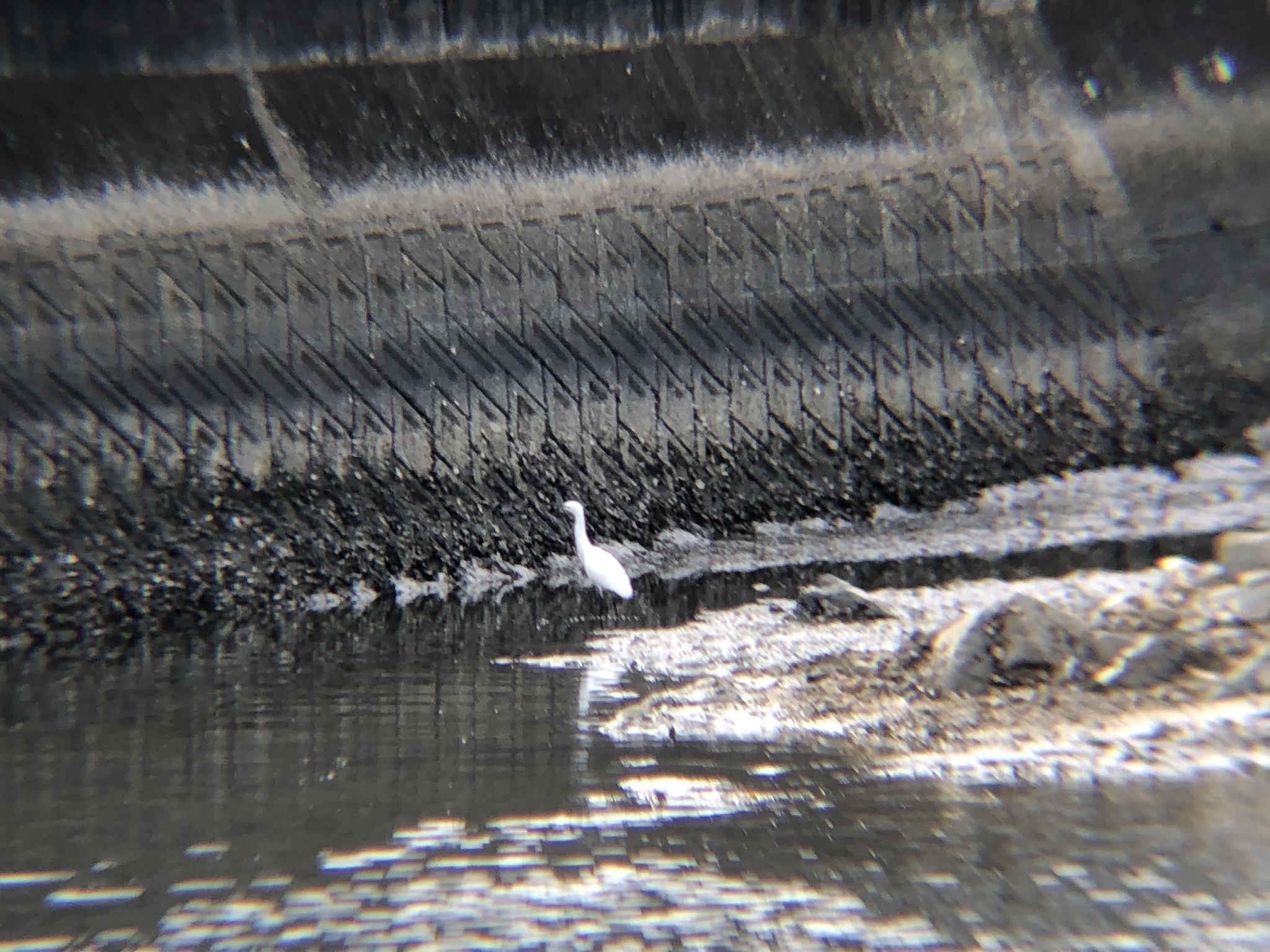 シラサギ(コサギ) 高松市牟礼町 ため池 11月撮影