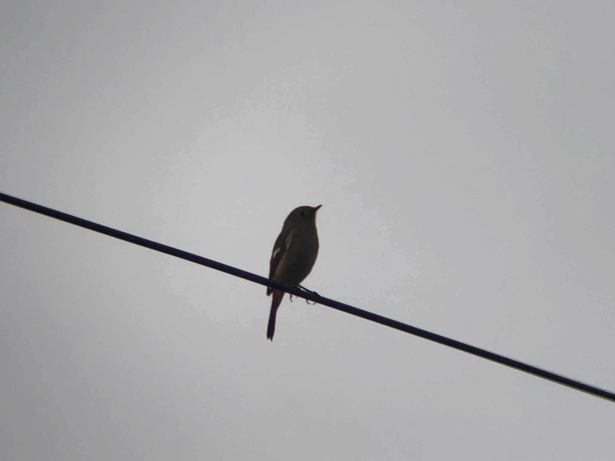 ジョウビタキ 高松市牟礼町11月撮影!