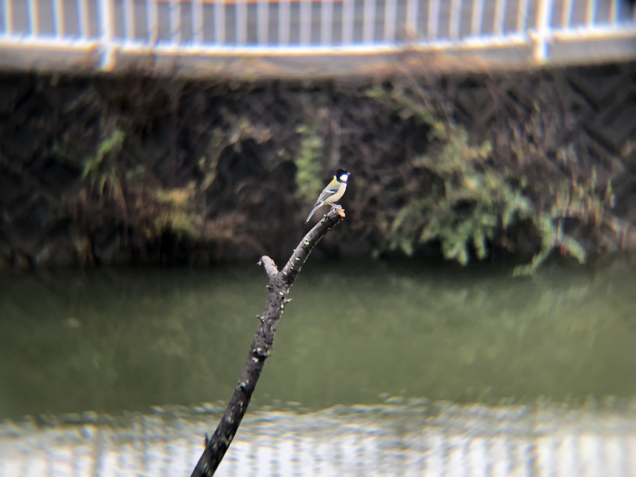 シジュウカラ 高松市牟礼町 11月
