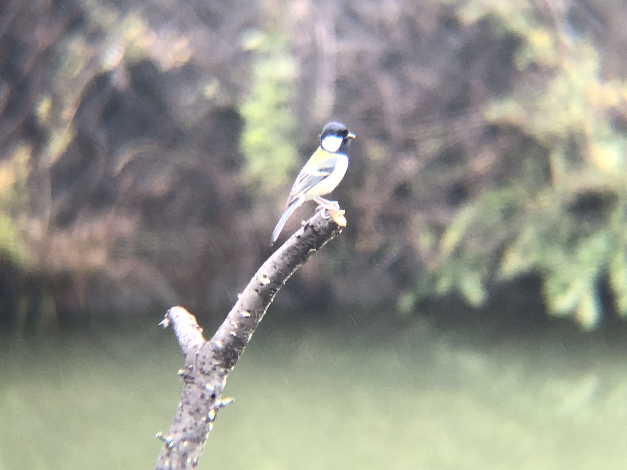 シジュウカラ 高松市牟礼町 11月