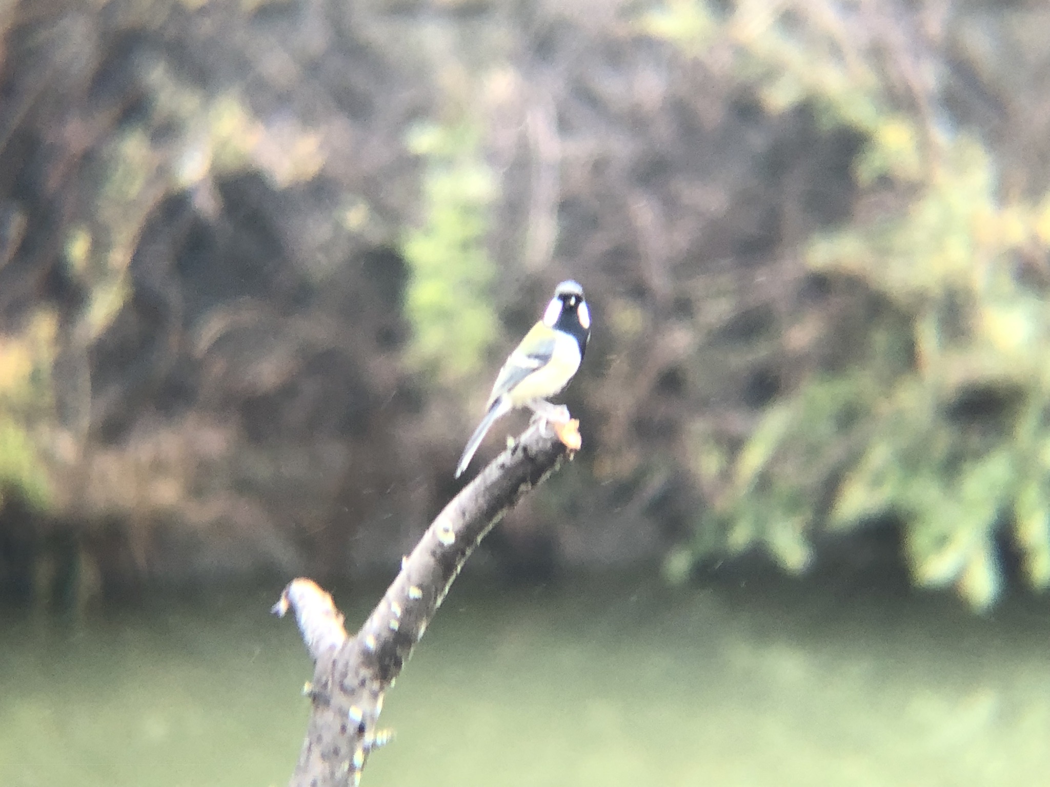 シジュウカラ 高松市牟礼町 11月