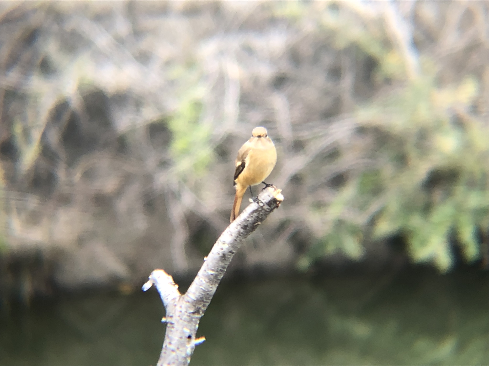 ジョウビタキ メス