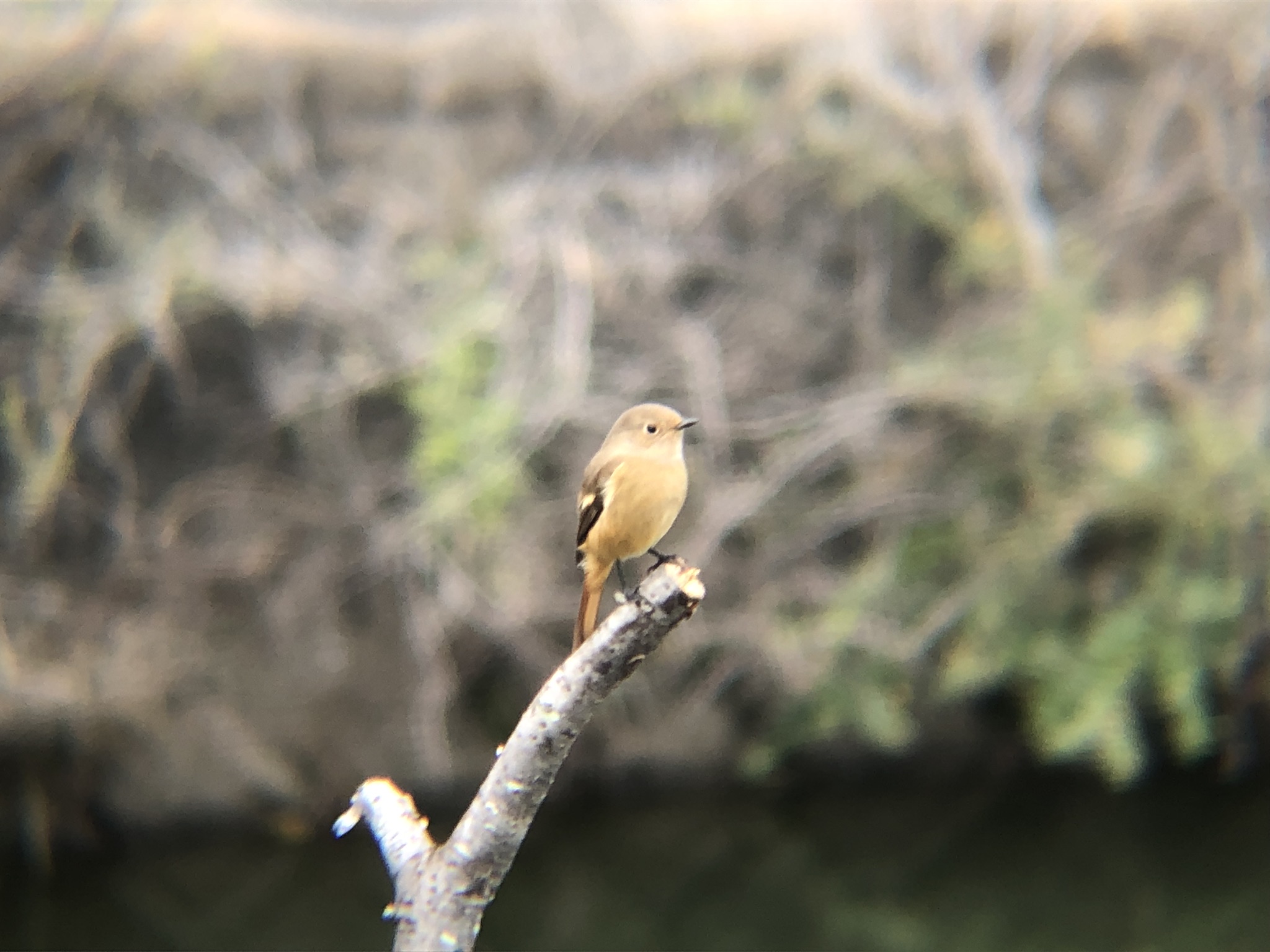 ジョウビタキ メス