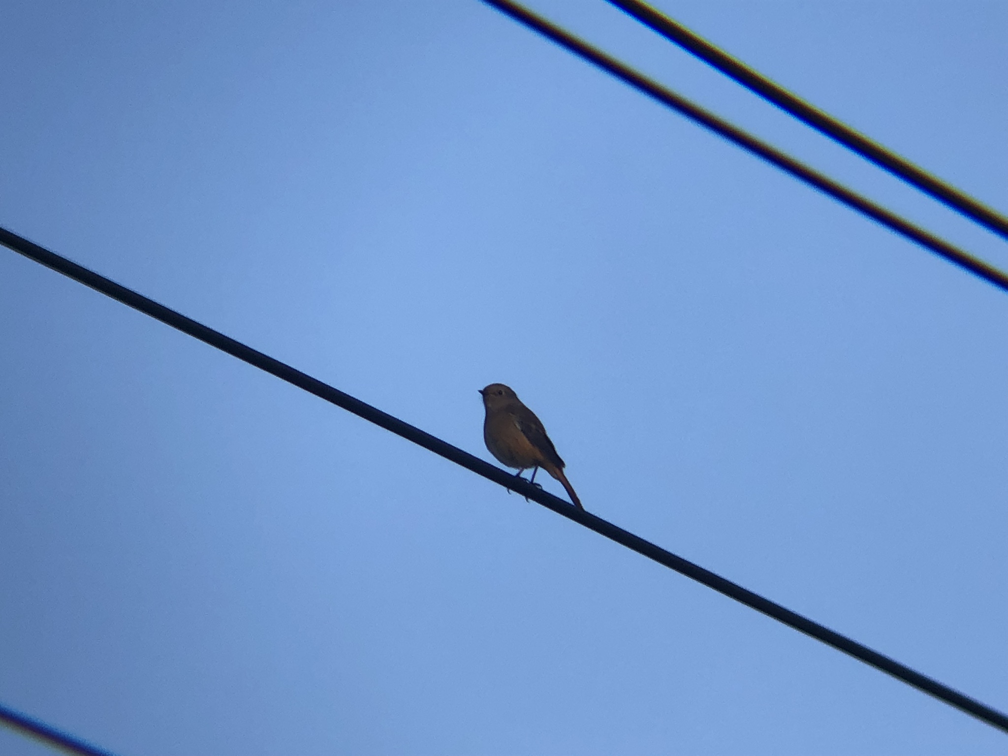 ジョウビタキ メス