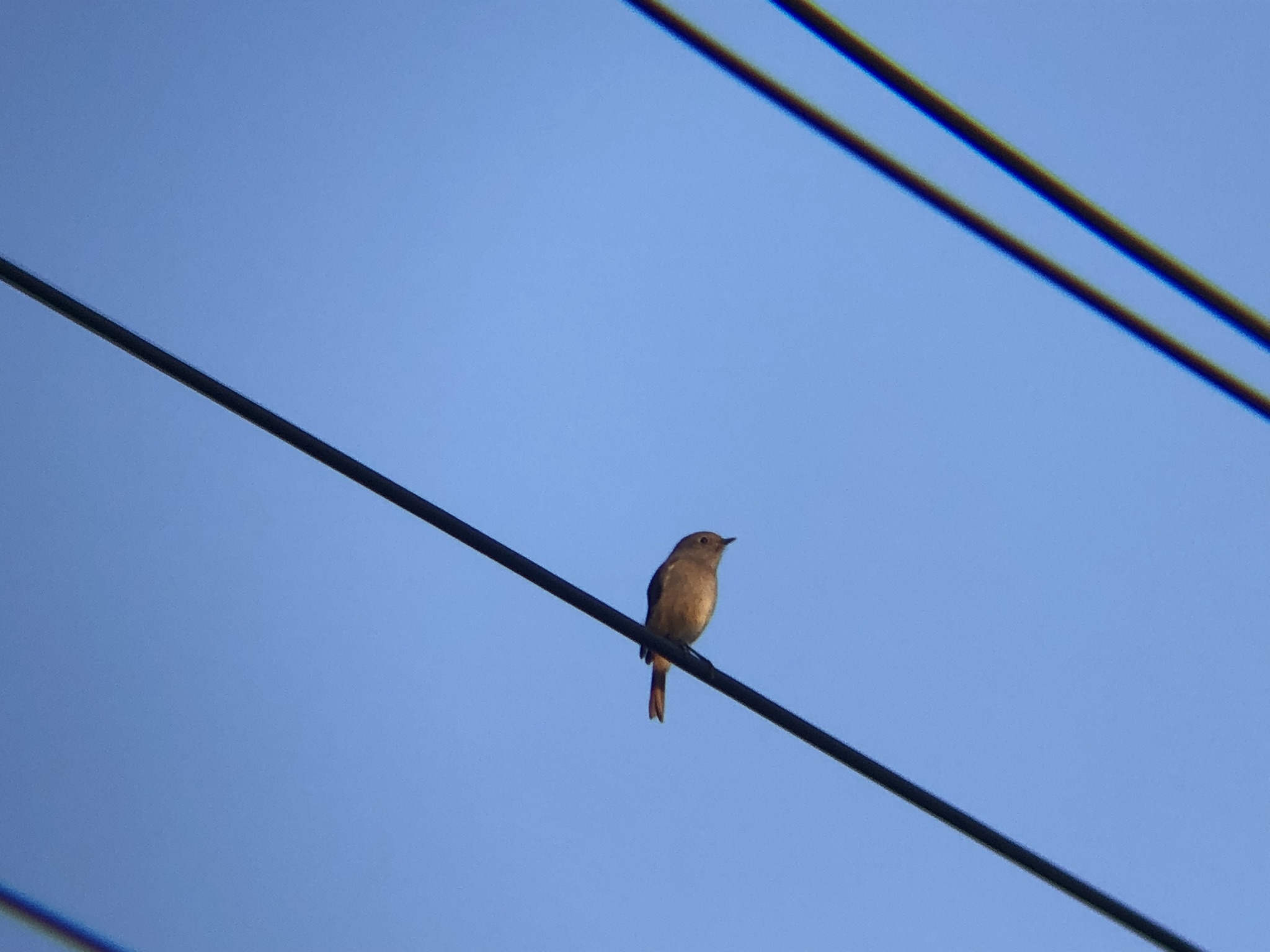 ジョウビタキ メス