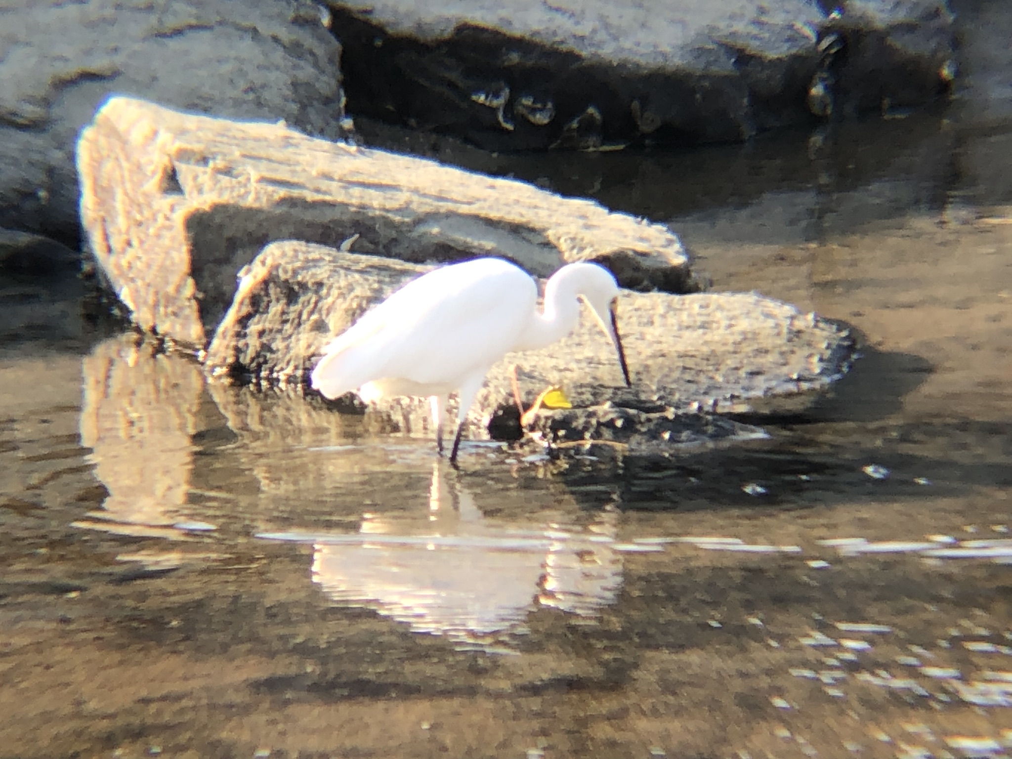 シラサギ(コサギ) 高松市屋島 河口
