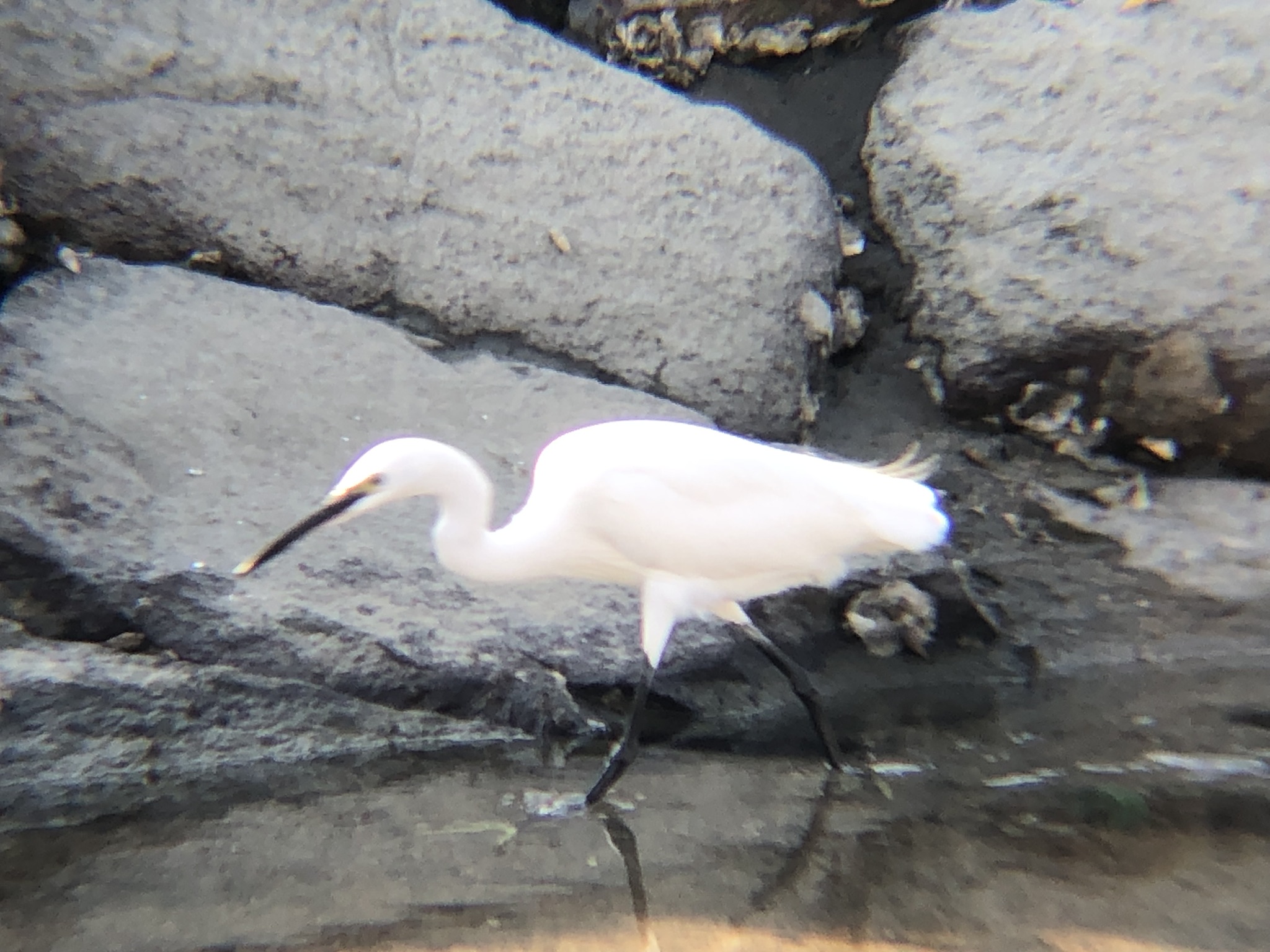 シラサギ(コサギ) 高松市屋島 河口