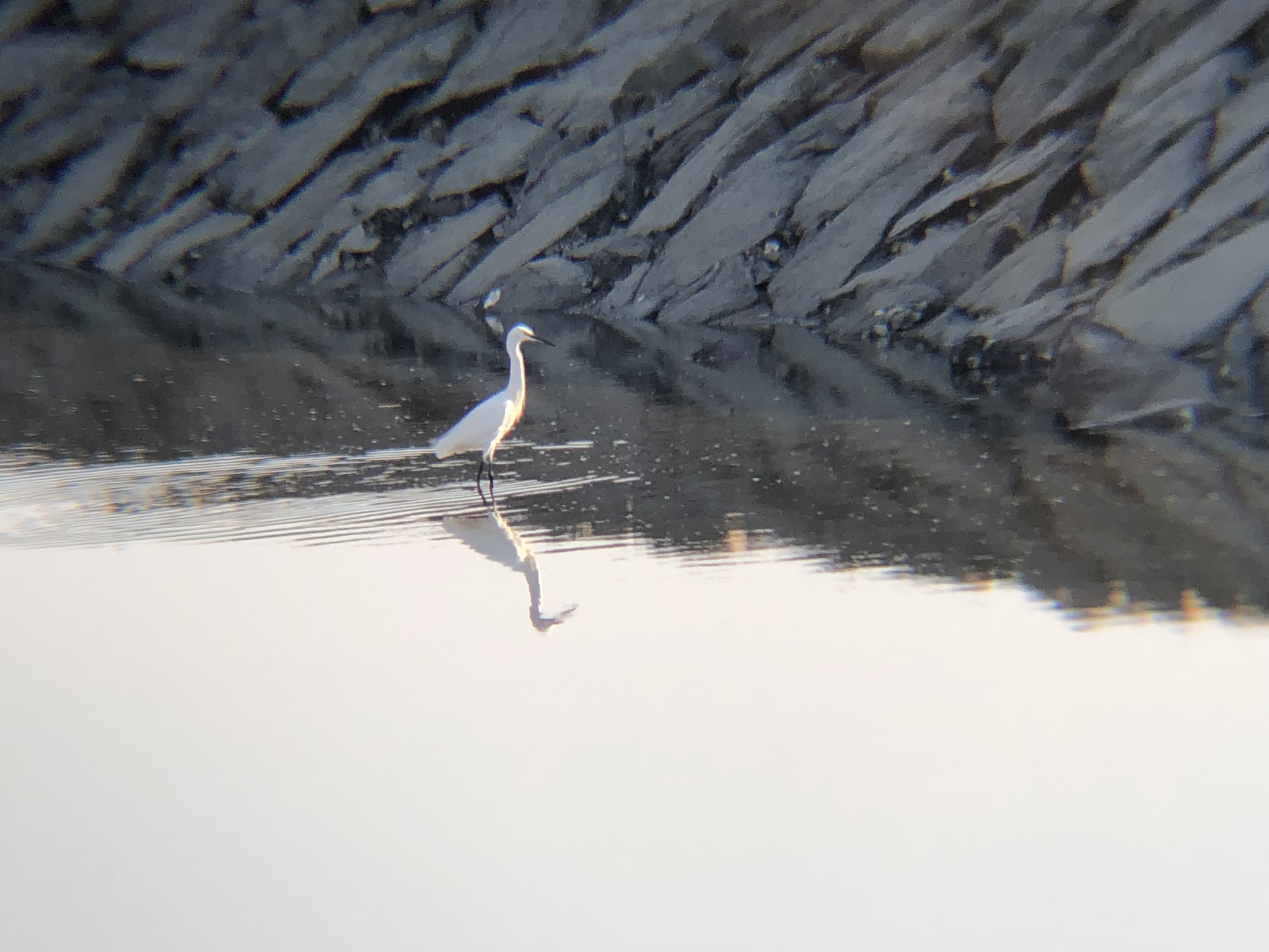 シラサギ(コサギ) 高松市屋島 河口