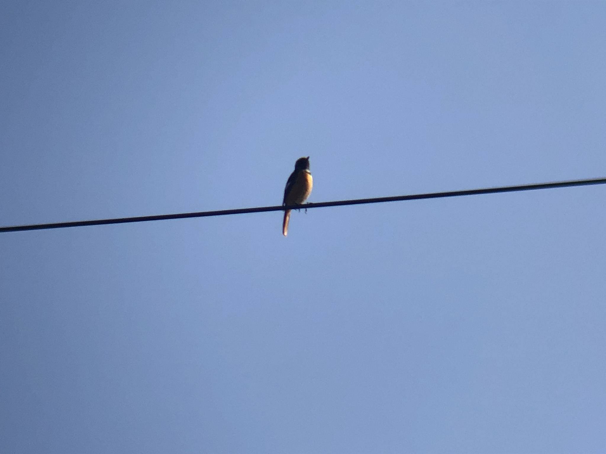 ジョウビタキ オス