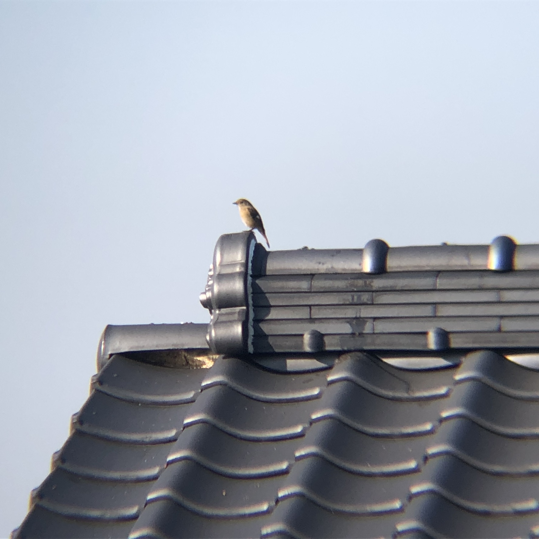 ジョウビタキ メス