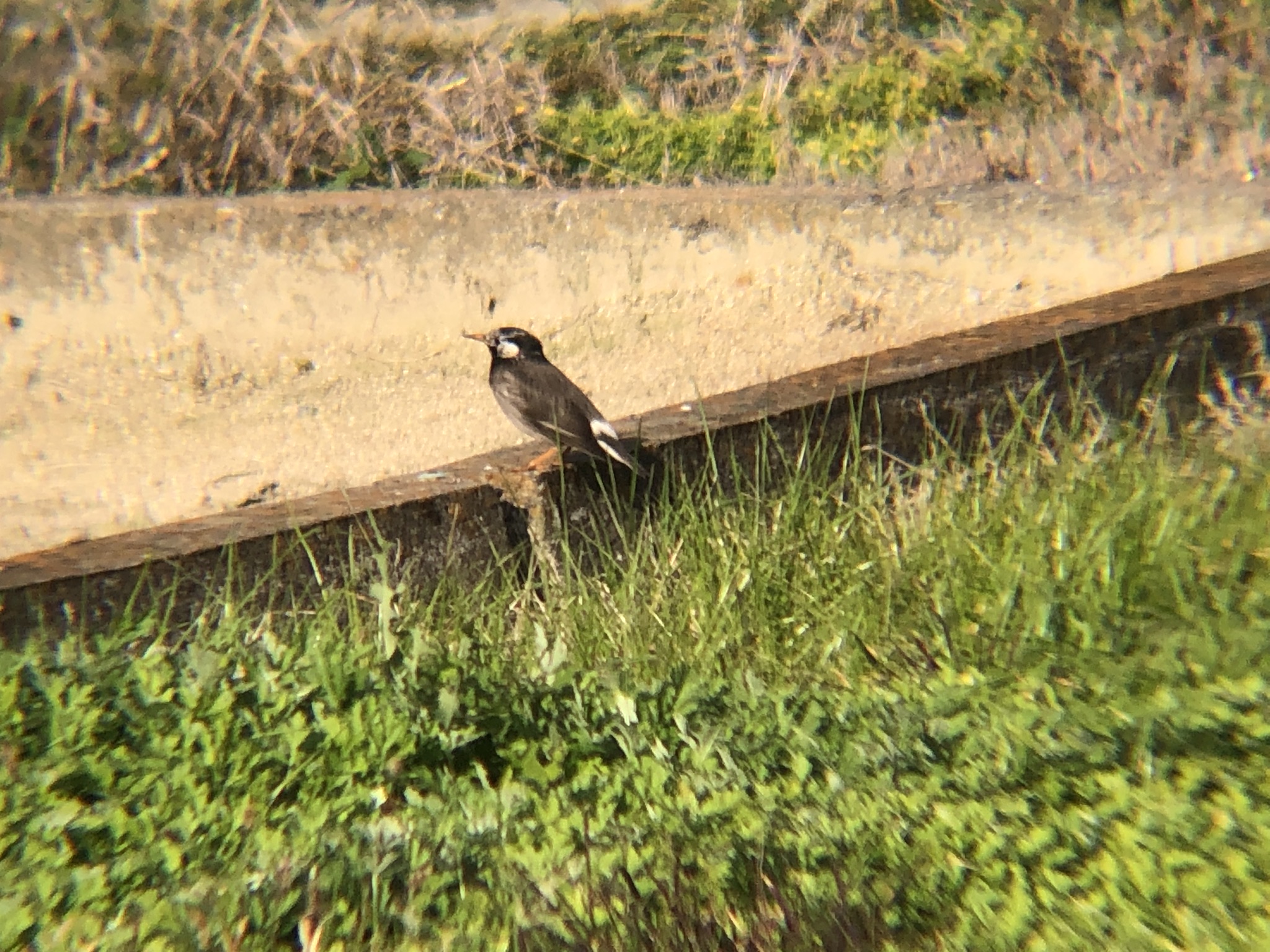 ムクドリ 高松市牟礼町11月