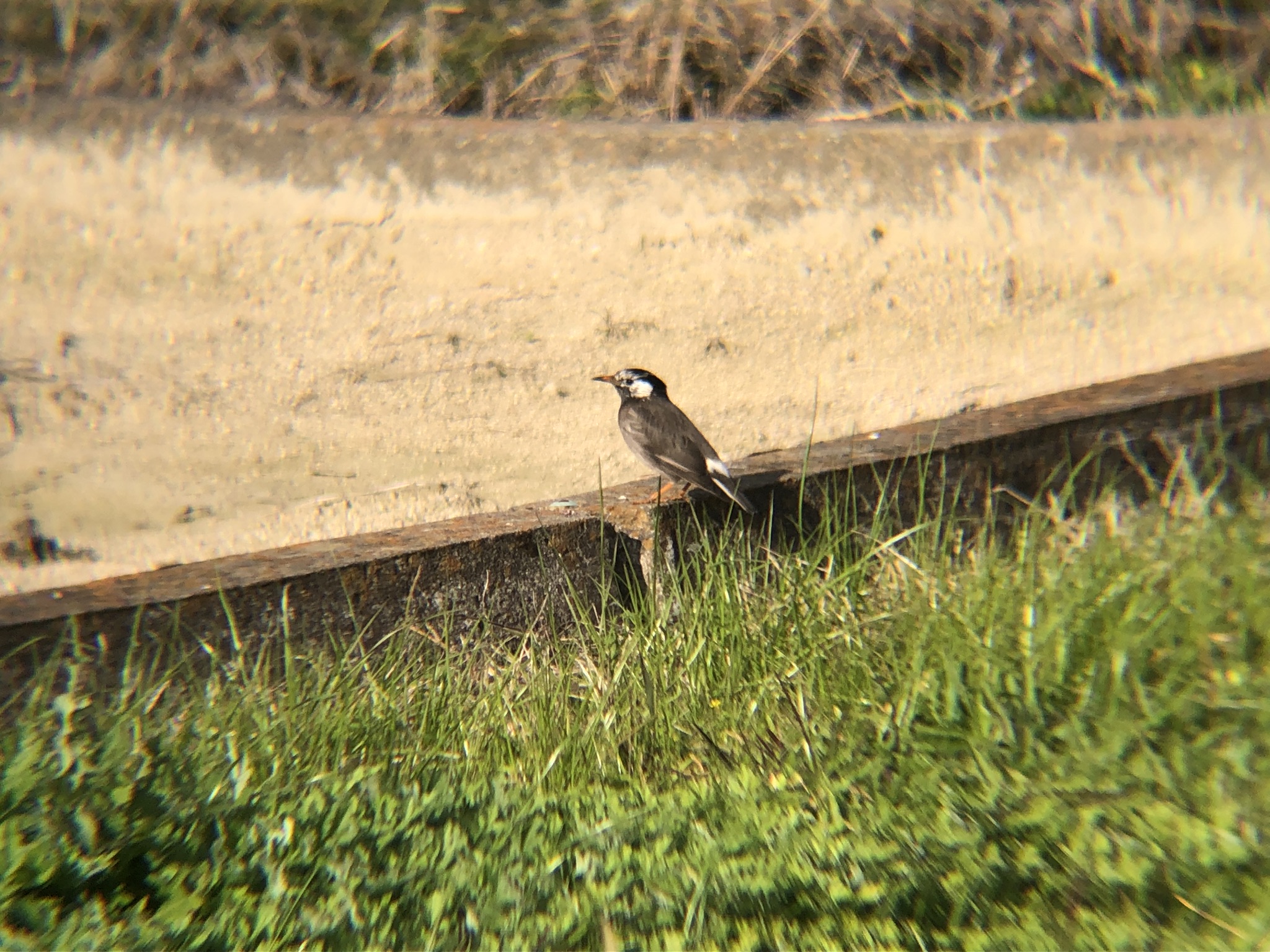 ムクドリ 高松市牟礼町11月