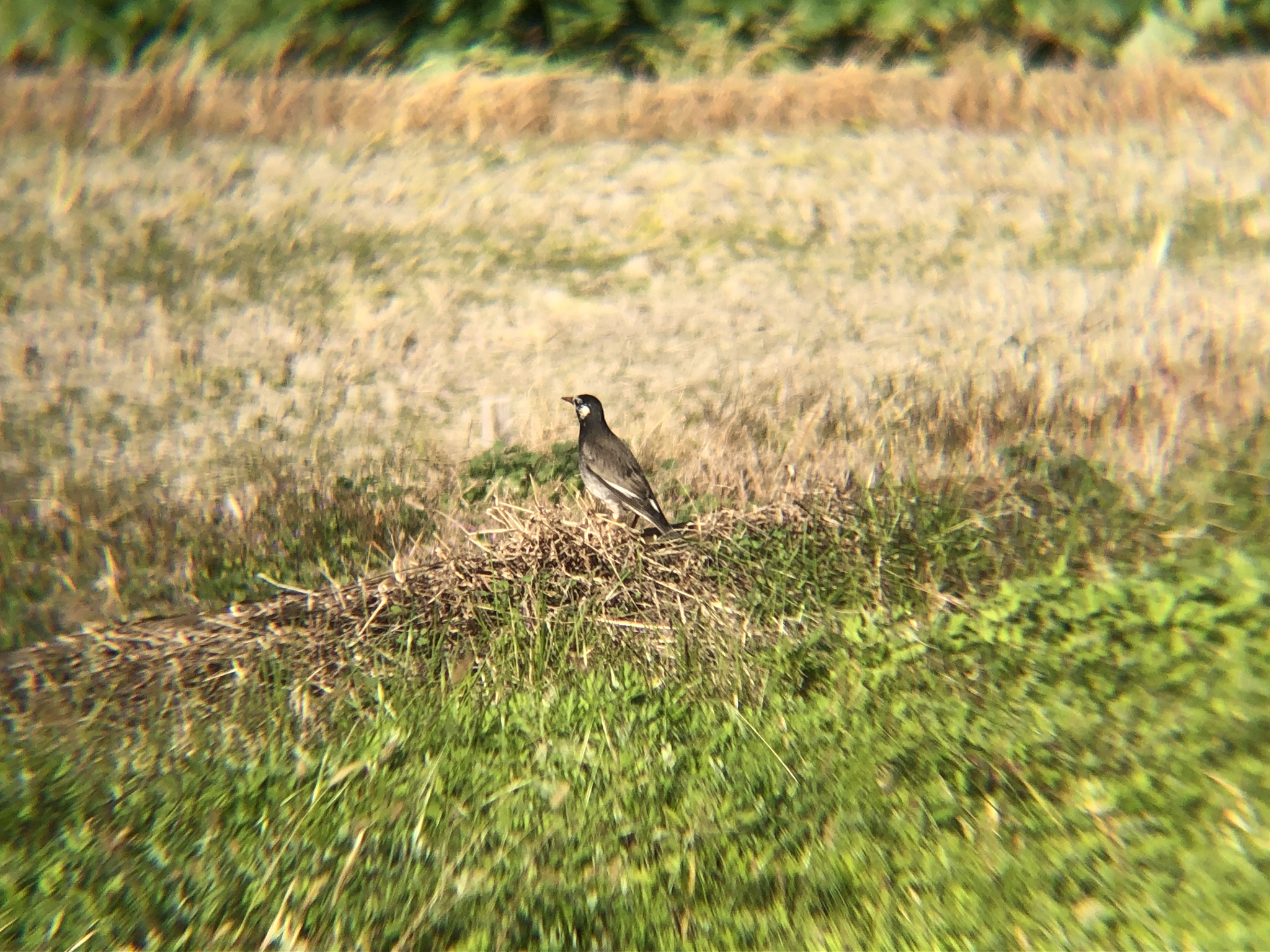 ムクドリ 高松市牟礼町11月