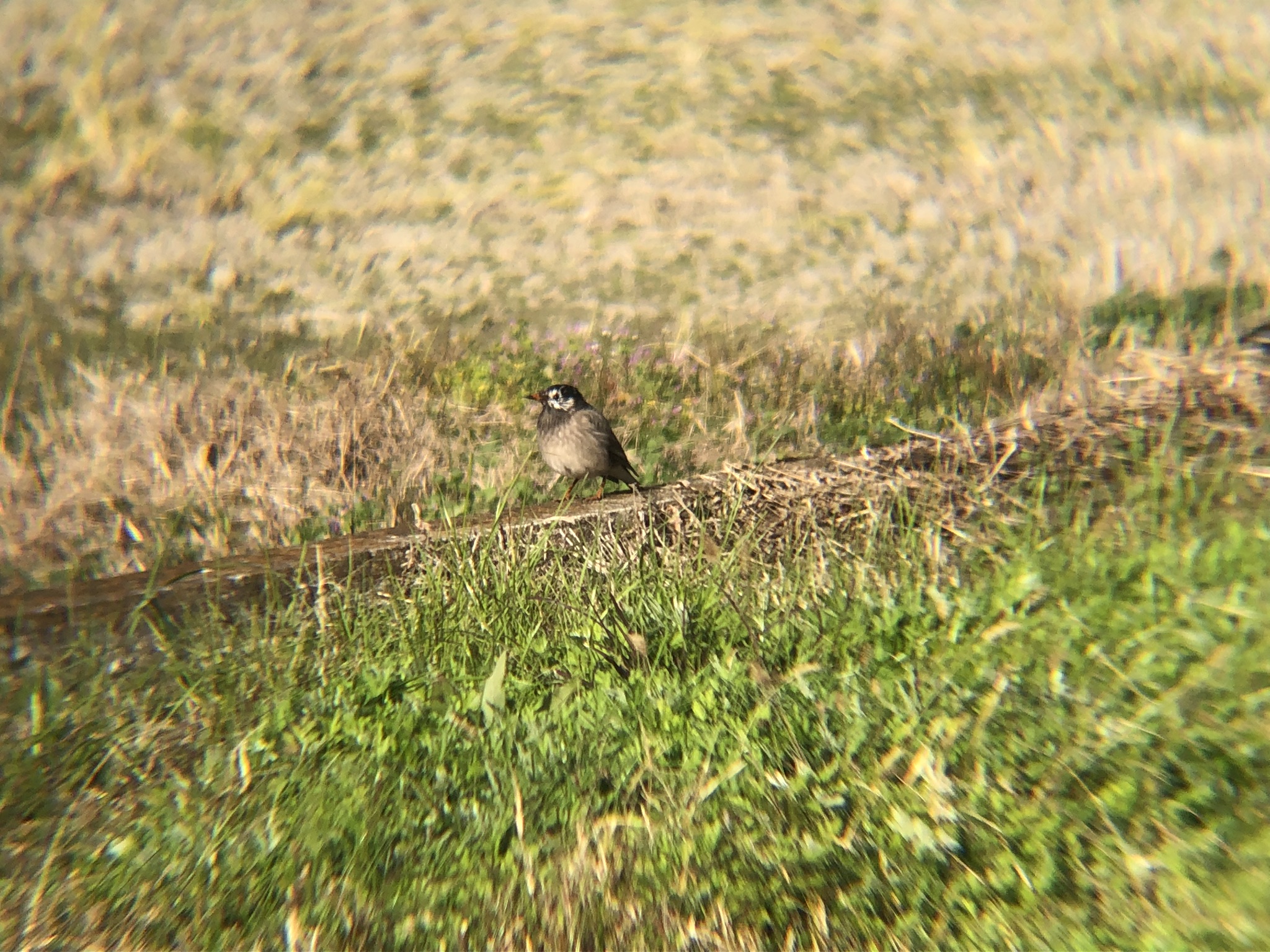 ムクドリ 高松市牟礼町11月
