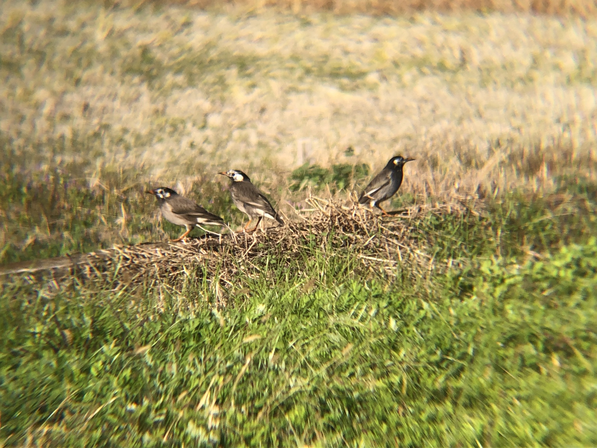 ムクドリ 高松市牟礼町11月