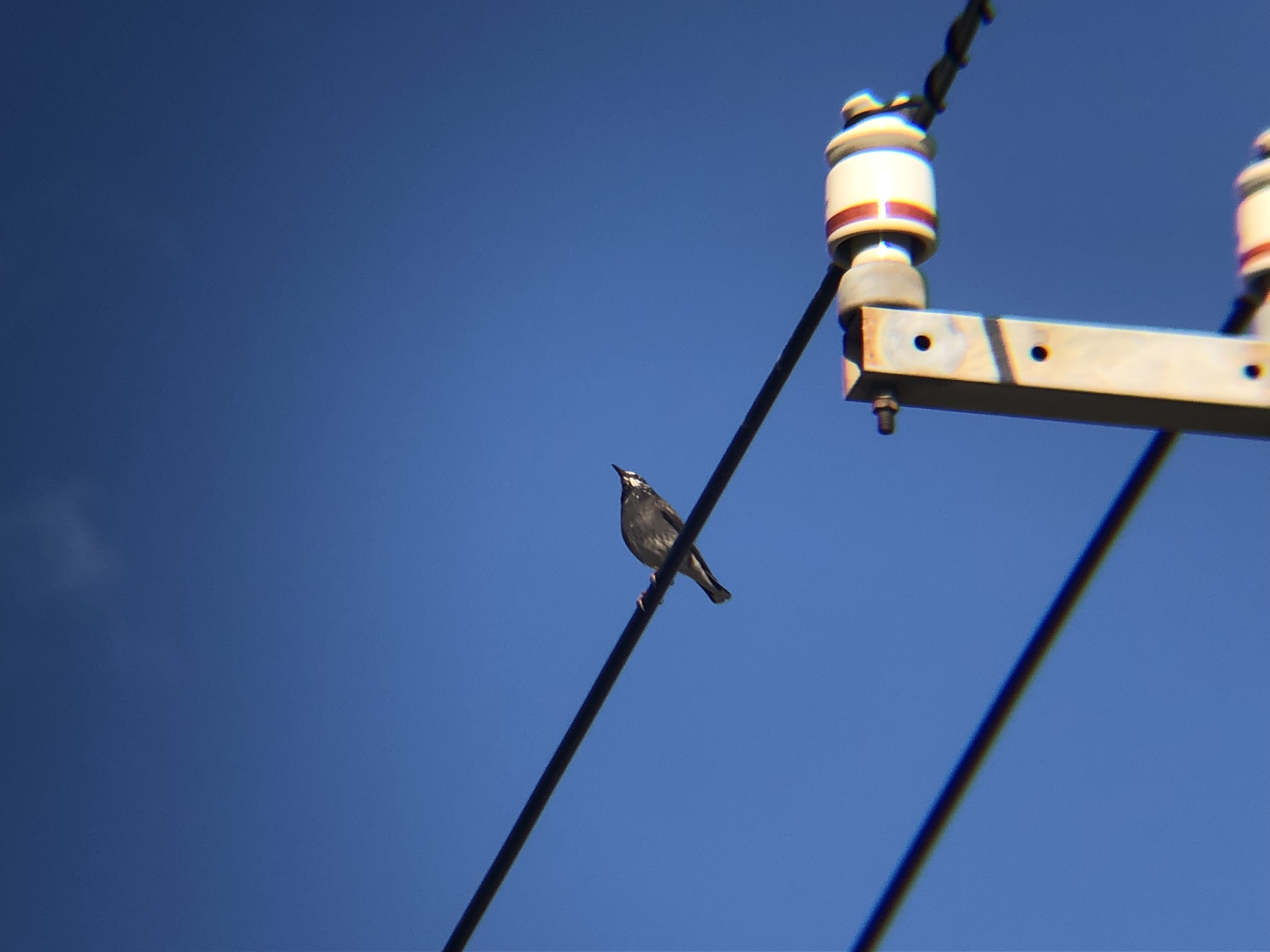 ムクドリ 高松市牟礼町11月