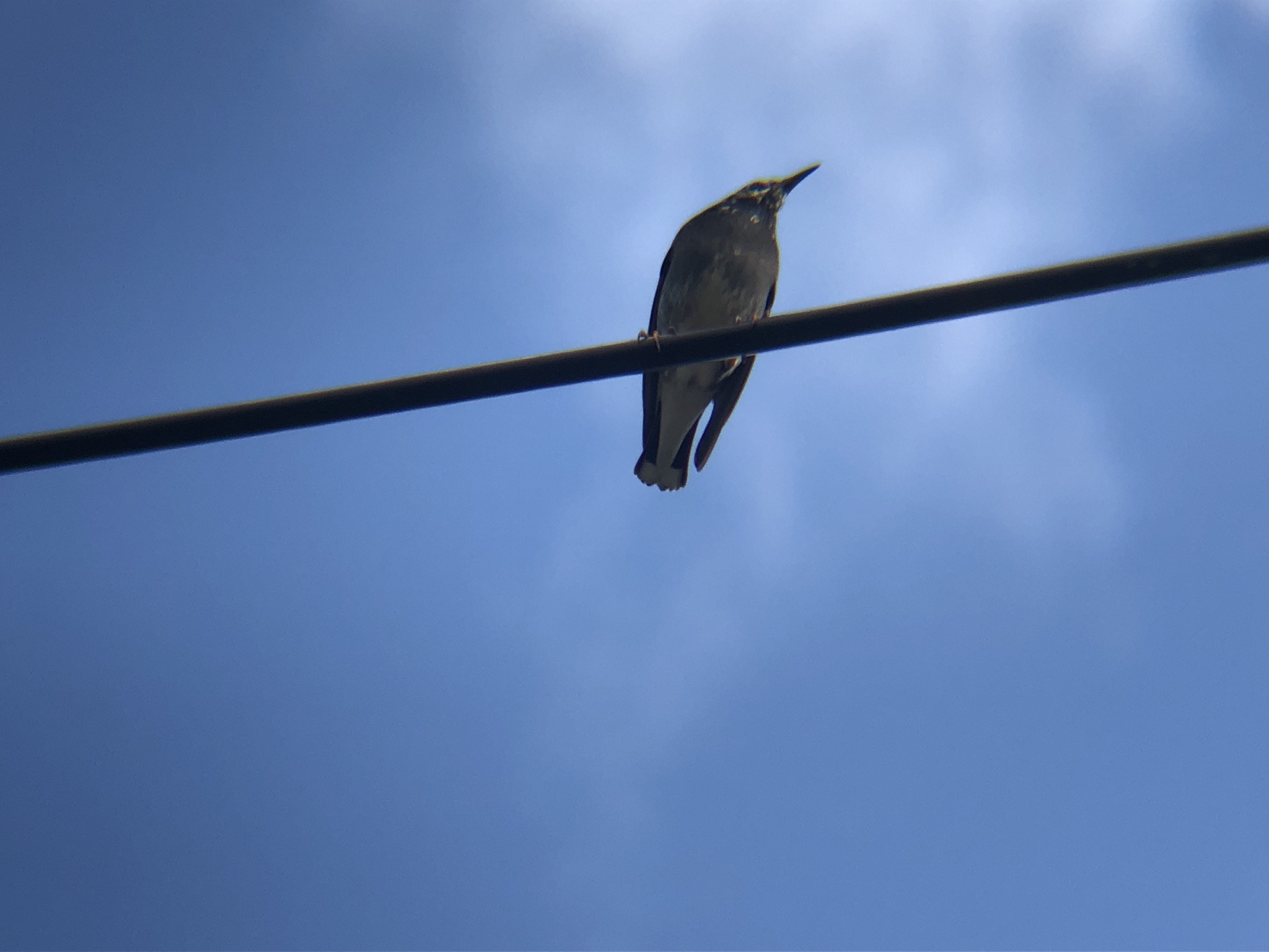 ムクドリ 高松市牟礼町11月