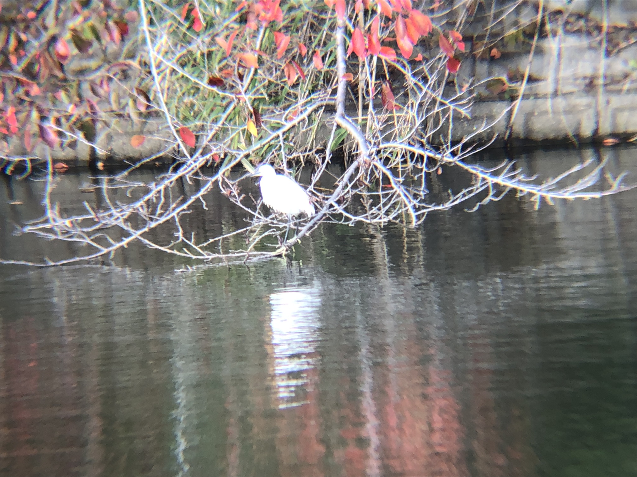 シラサギ(コサギ) 高松市牟礼