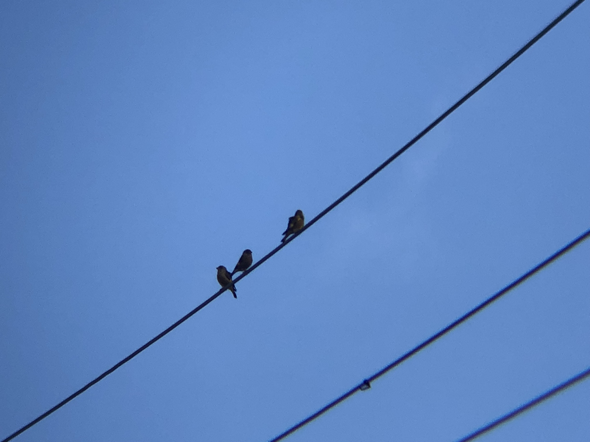 カワラヒワ 高松市牟礼町 11月