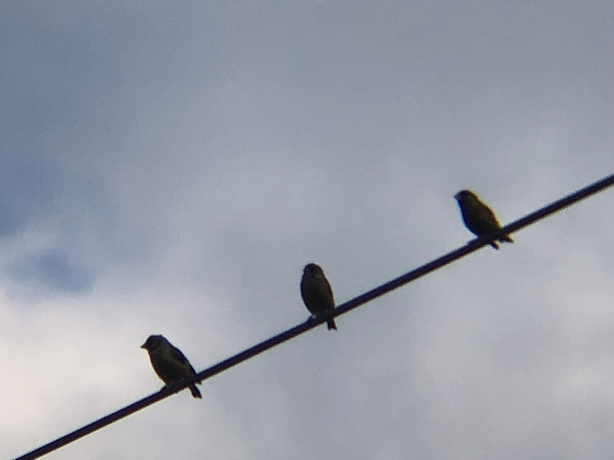 カワラヒワ 高松市牟礼町 11月