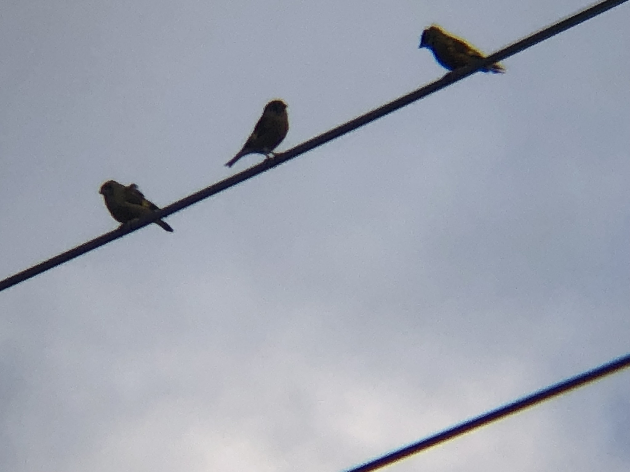 カワラヒワ 高松市牟礼町 11月