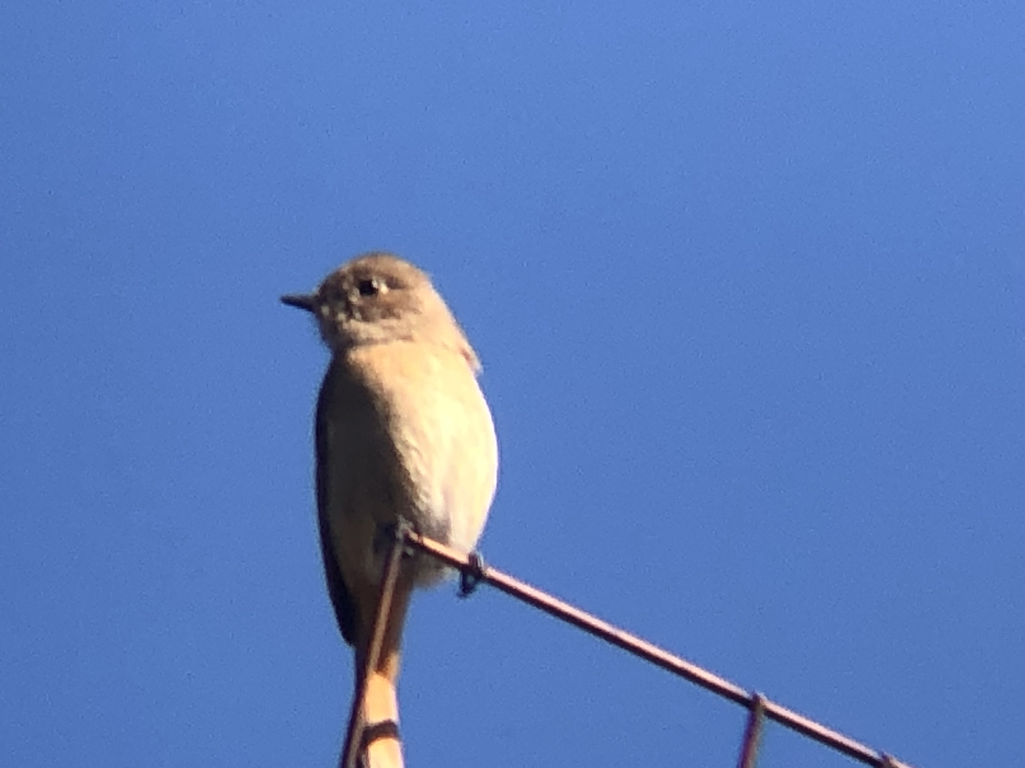 ジョウビタキ メス 高松市牟礼町