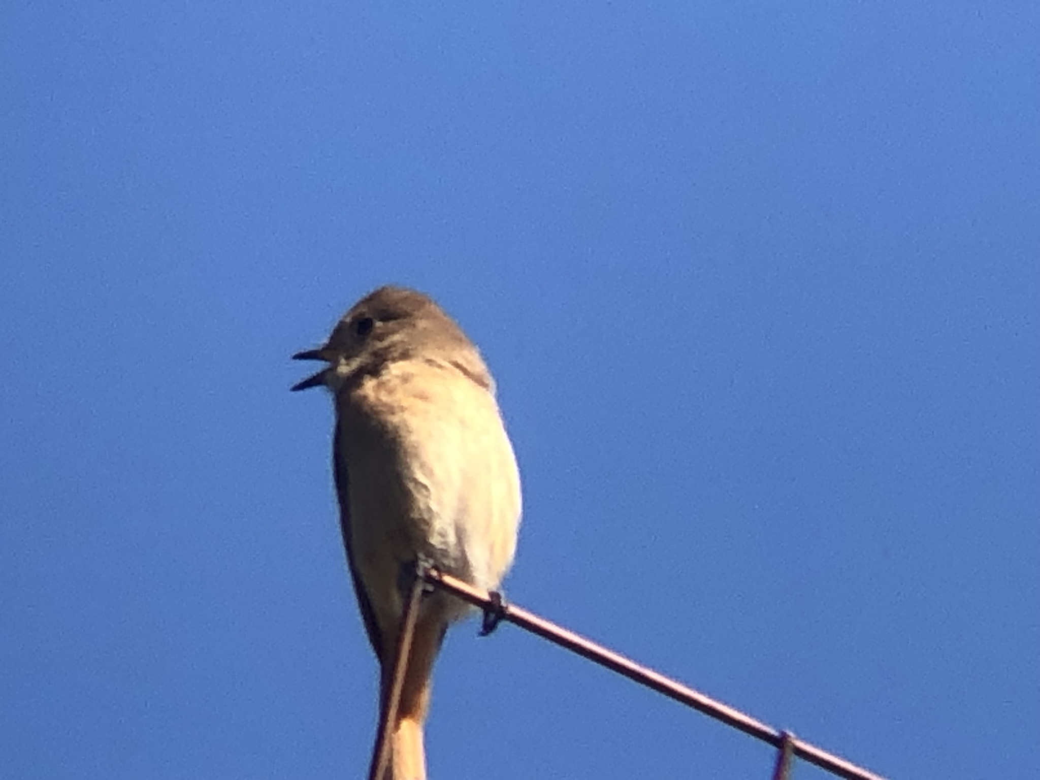 ジョウビタキ メス 高松市牟礼町