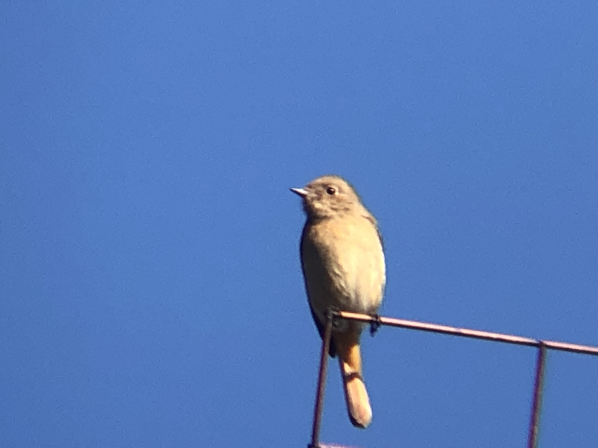 ジョウビタキ メス 高松市牟礼町