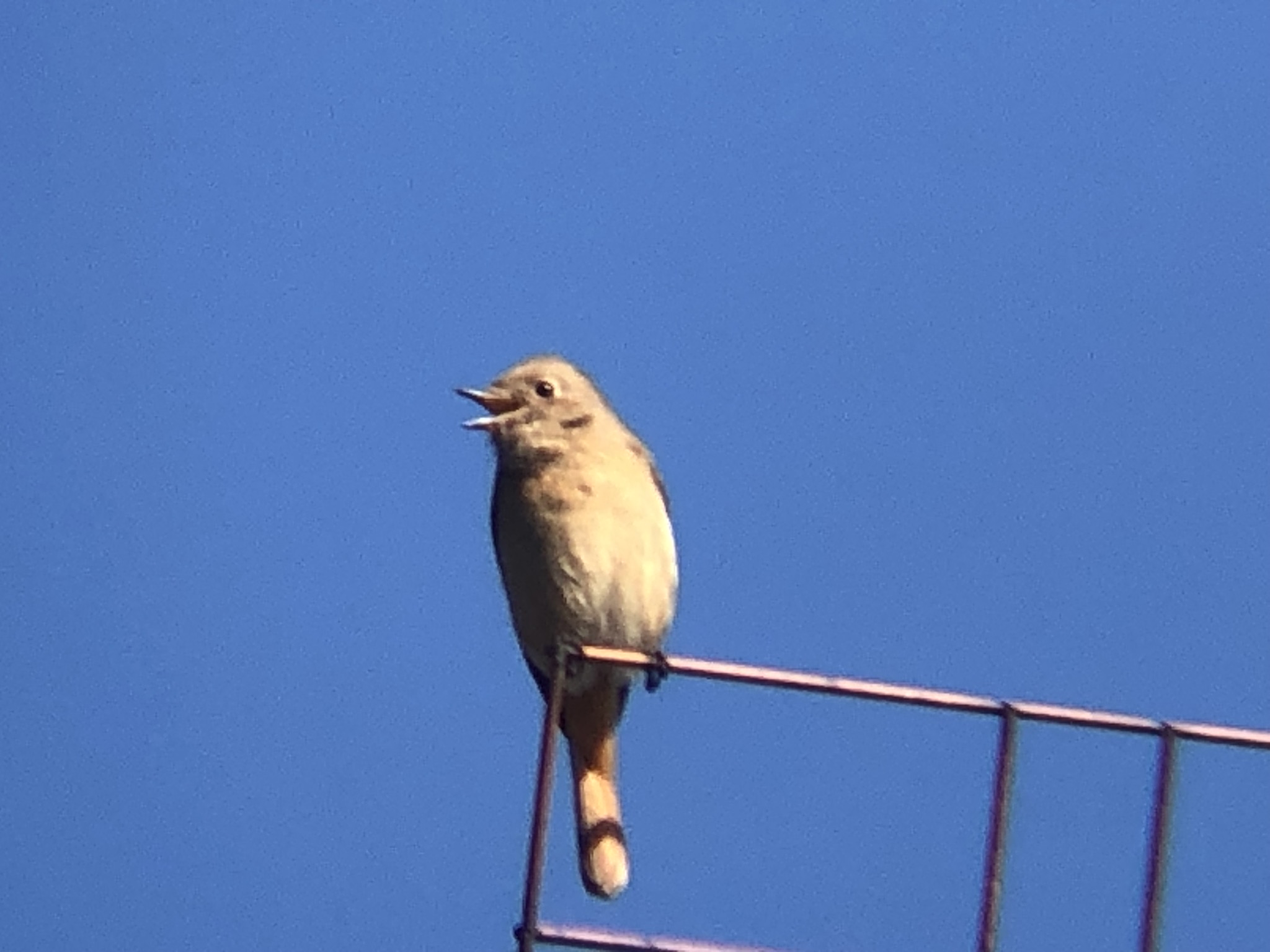 ジョウビタキ メス 高松市牟礼町
