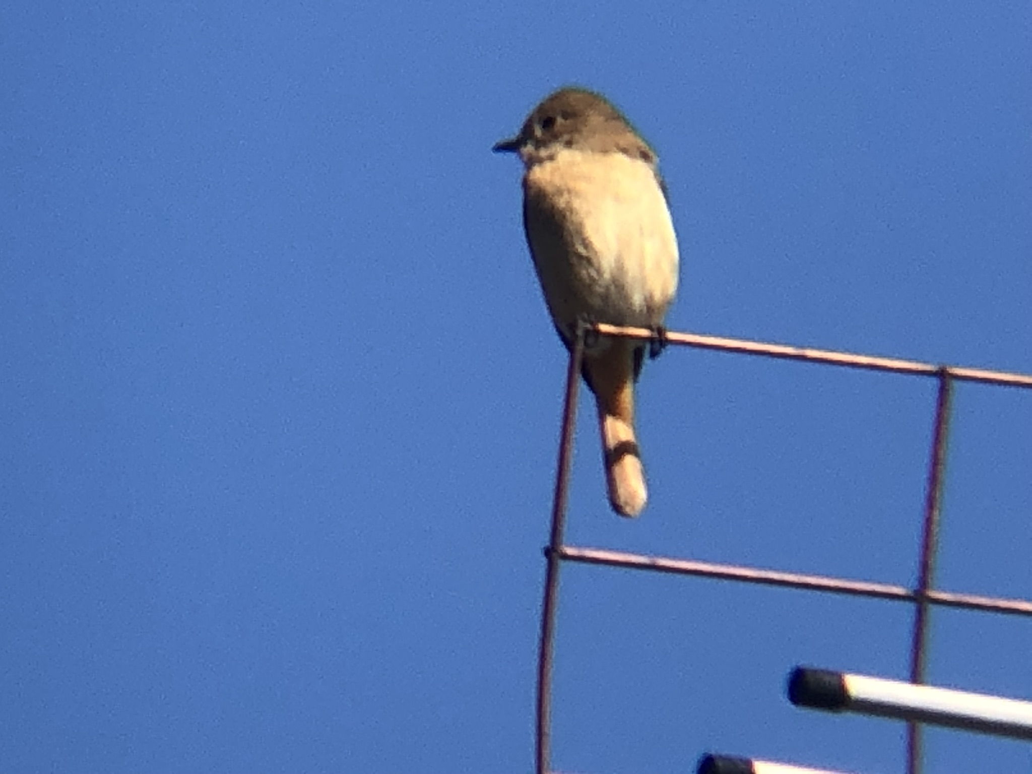 ジョウビタキ メス 高松市牟礼町