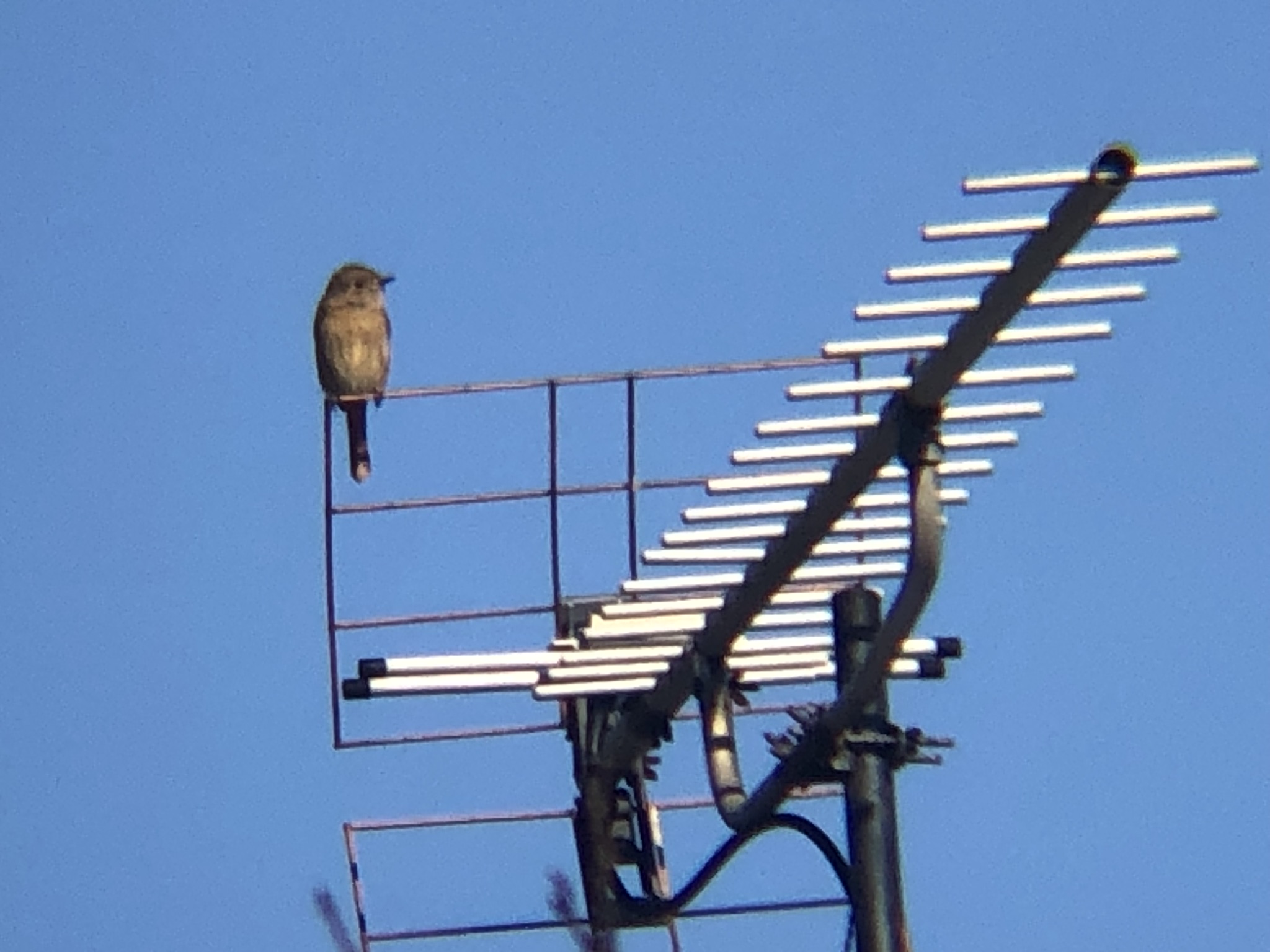 ジョウビタキ メス 高松市牟礼町