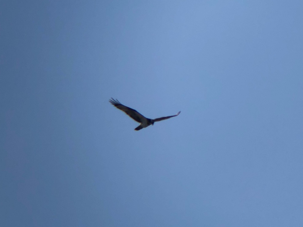 ミサゴ 高松市牟礼町 八栗河口