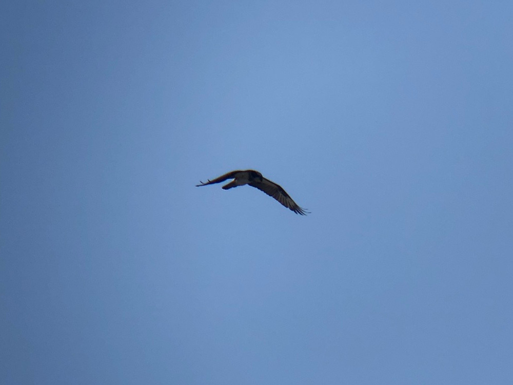 ミサゴ 高松市牟礼町 八栗河口