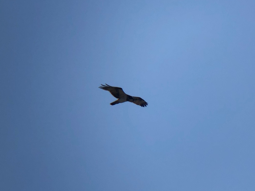 ミサゴ 高松市牟礼町 八栗河口