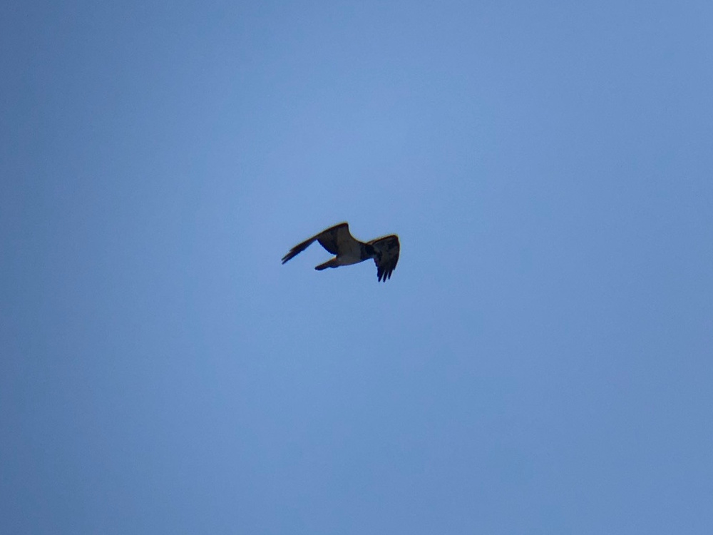 ミサゴ 高松市牟礼町 八栗河口