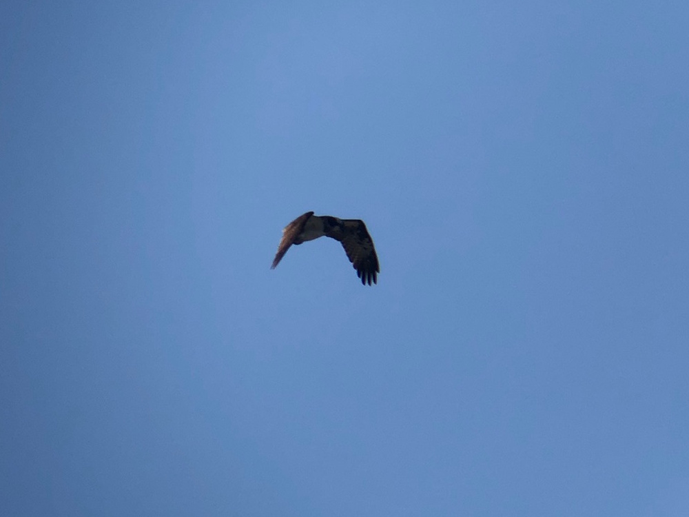 ミサゴ 高松市牟礼町 八栗河口