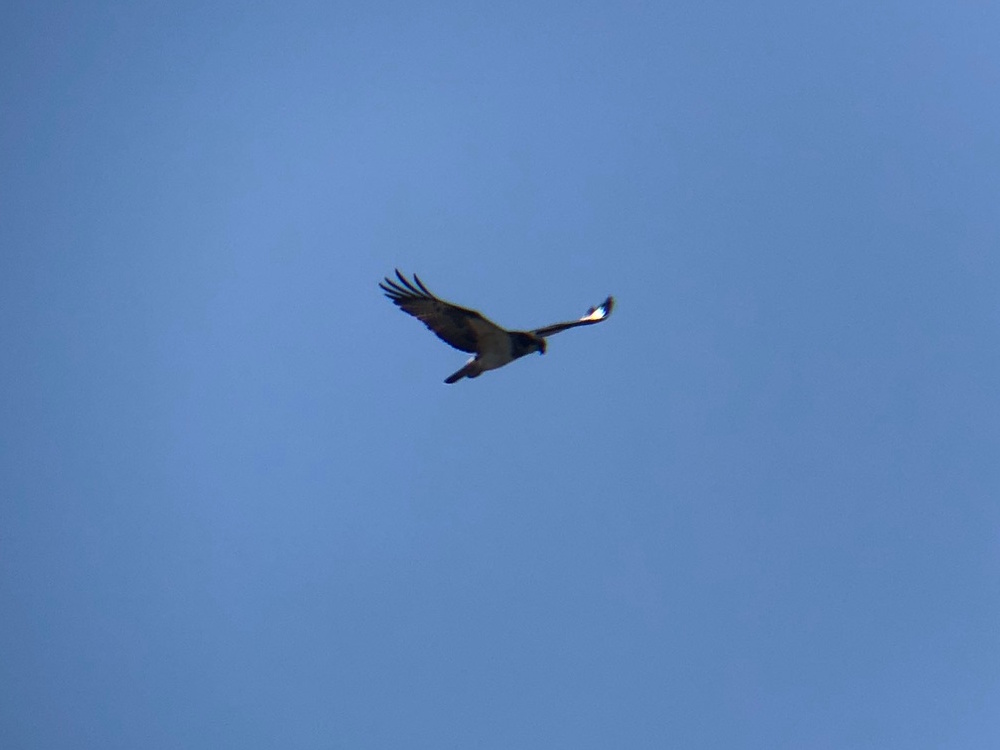 ミサゴ 高松市牟礼町 八栗河口 飛翔