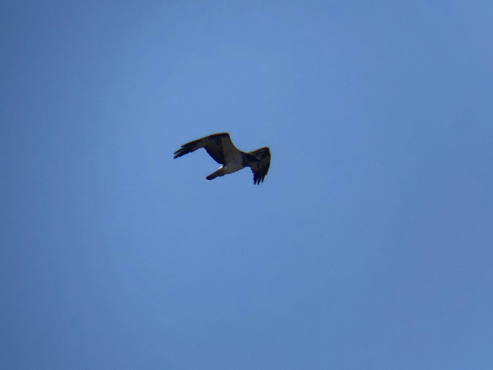 ミサゴ 高松市牟礼町 八栗河口