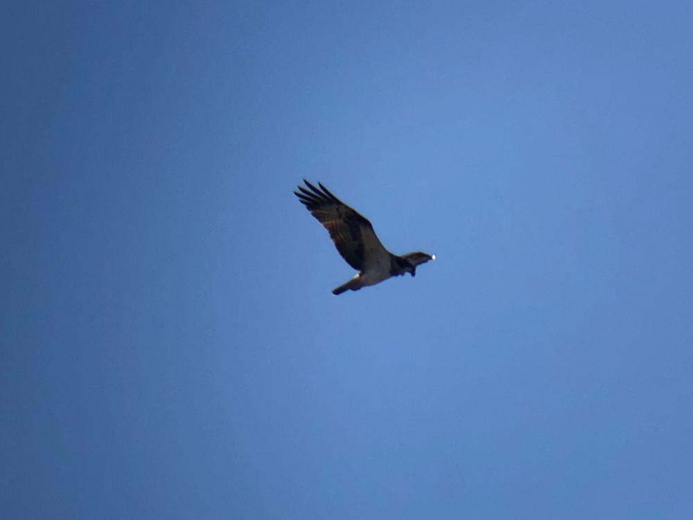 ミサゴ 高松市牟礼町 八栗河口